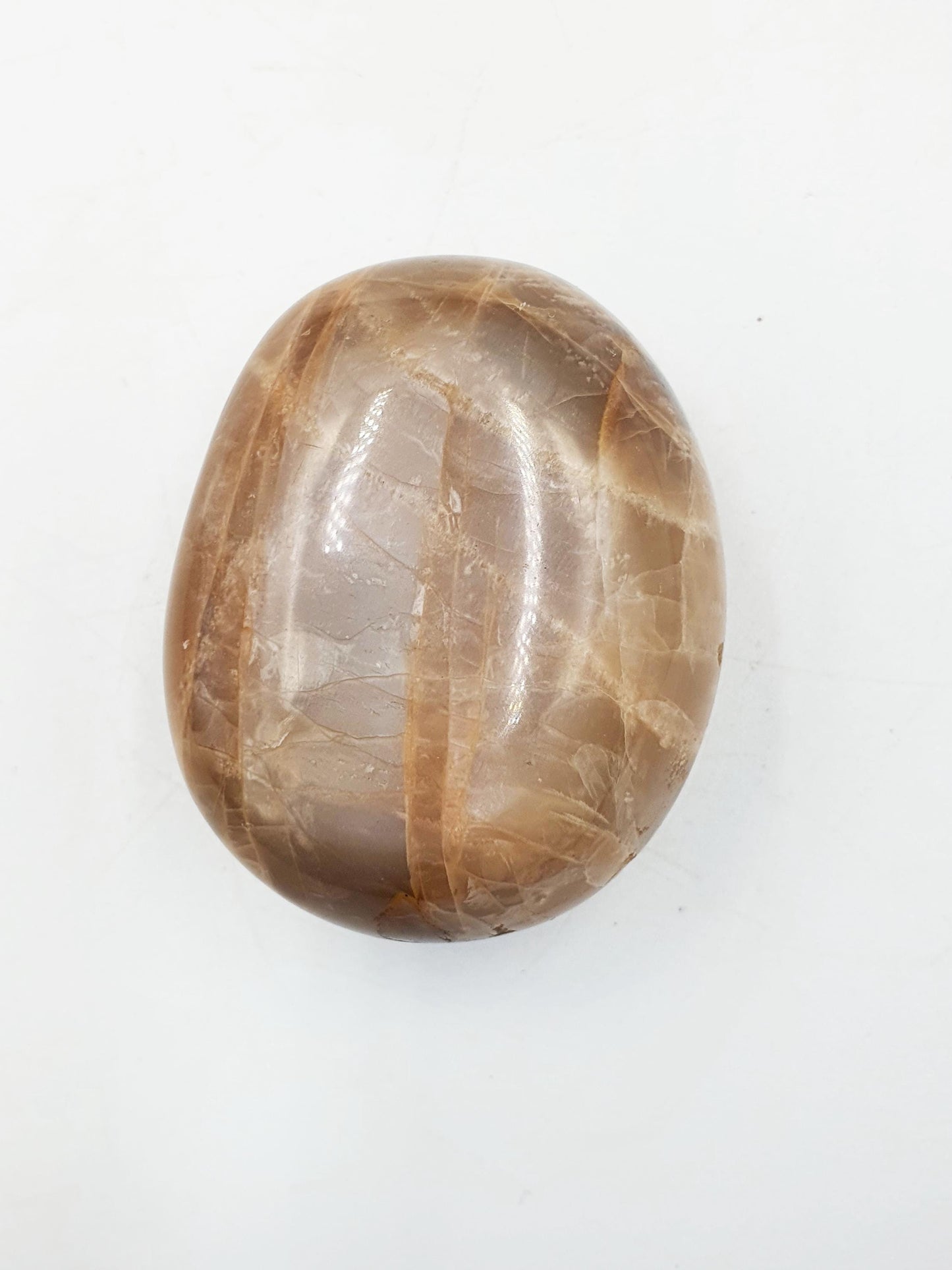 Flashy Moonstone Palm