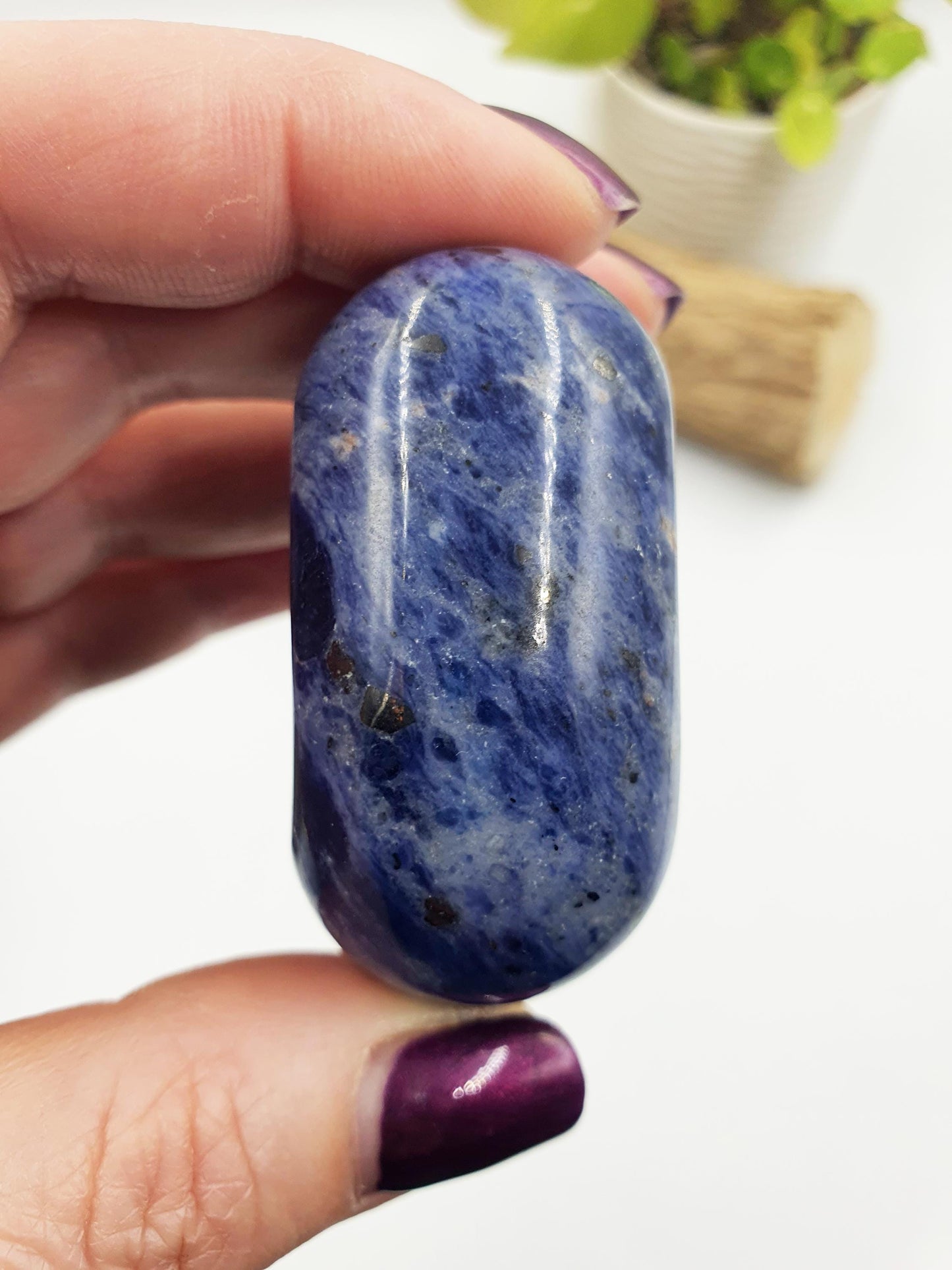 Sodalite Palm