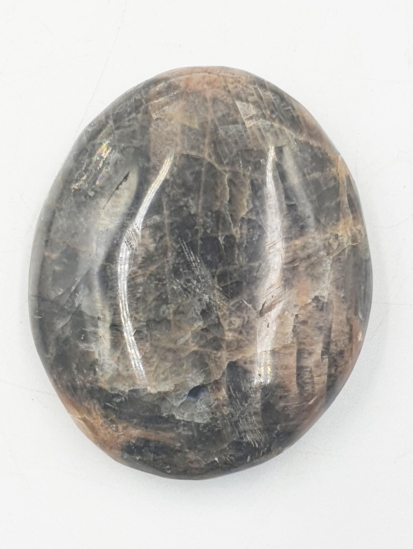 Moonstone Palm