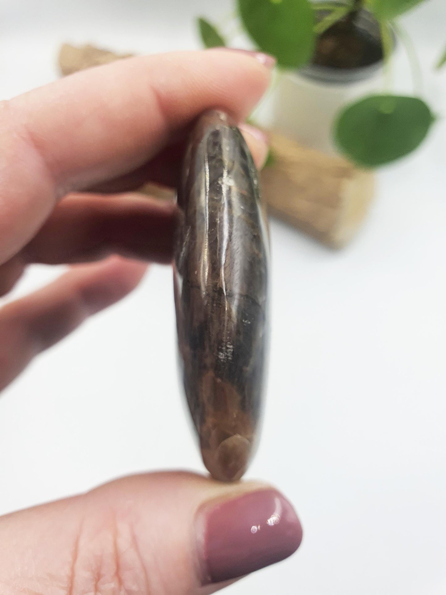 Moonstone Palm