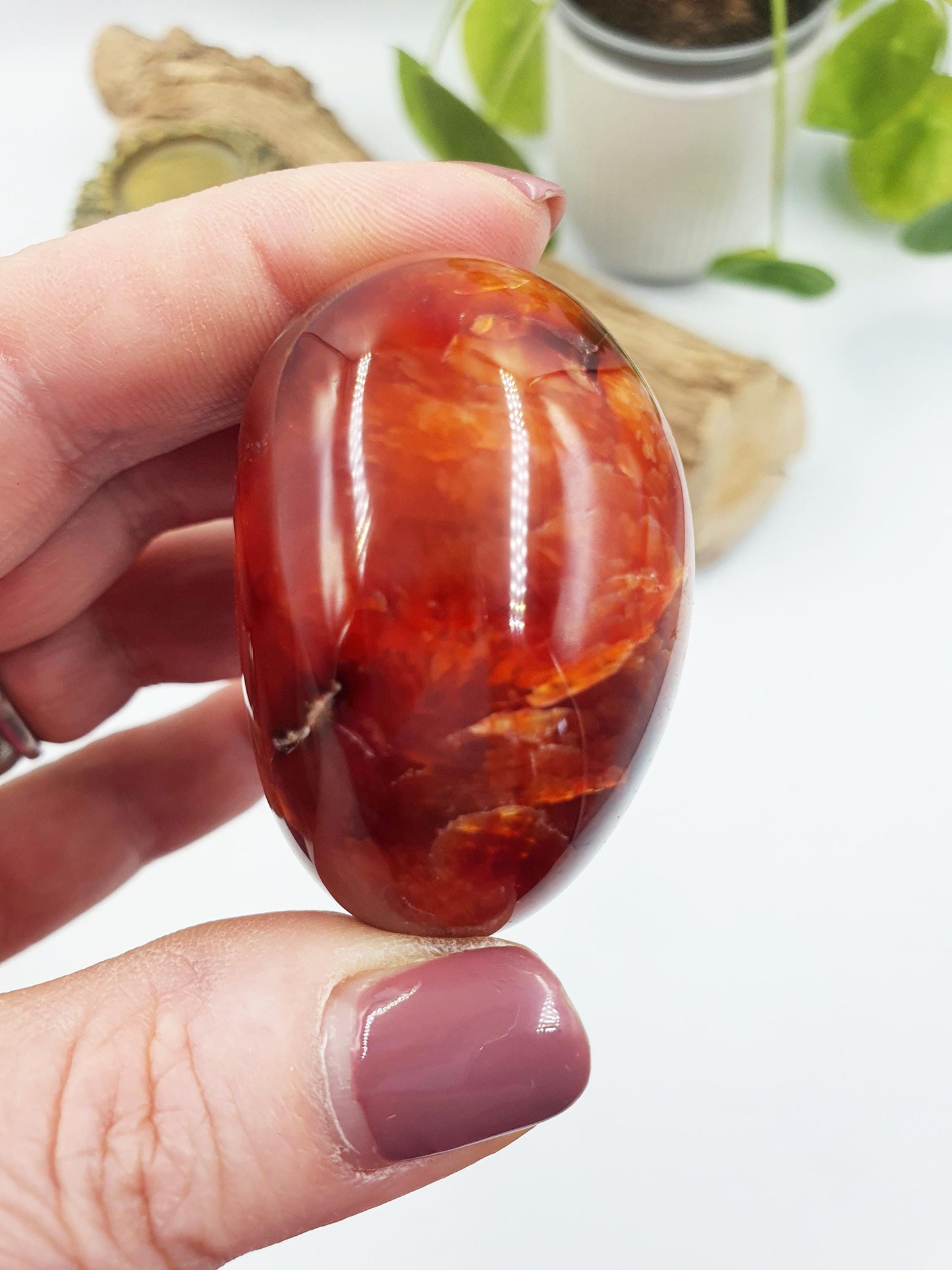 Carnelian Palm