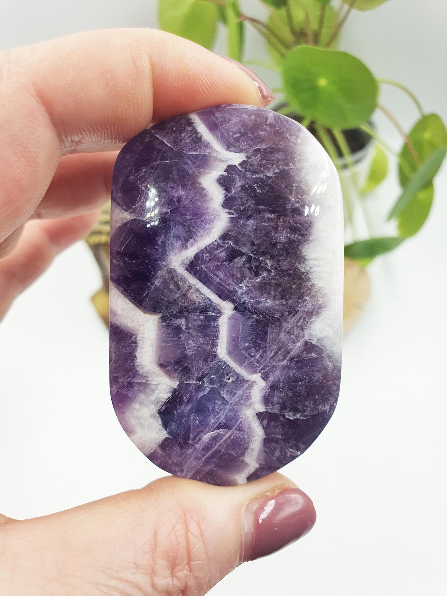 Dream Amethyst Palm