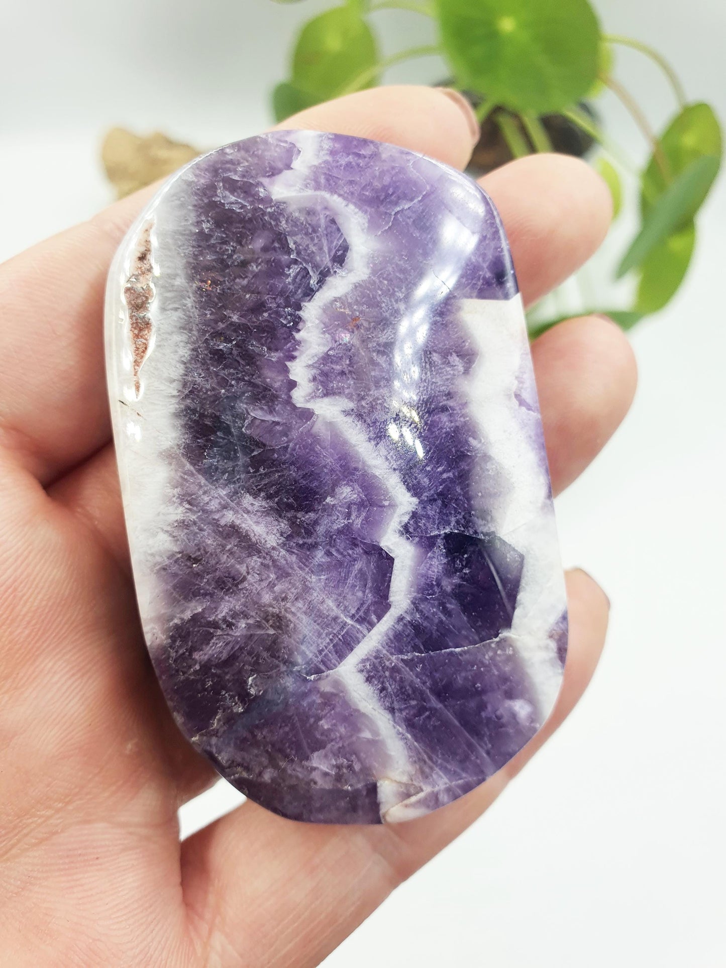 Dream Amethyst Palm