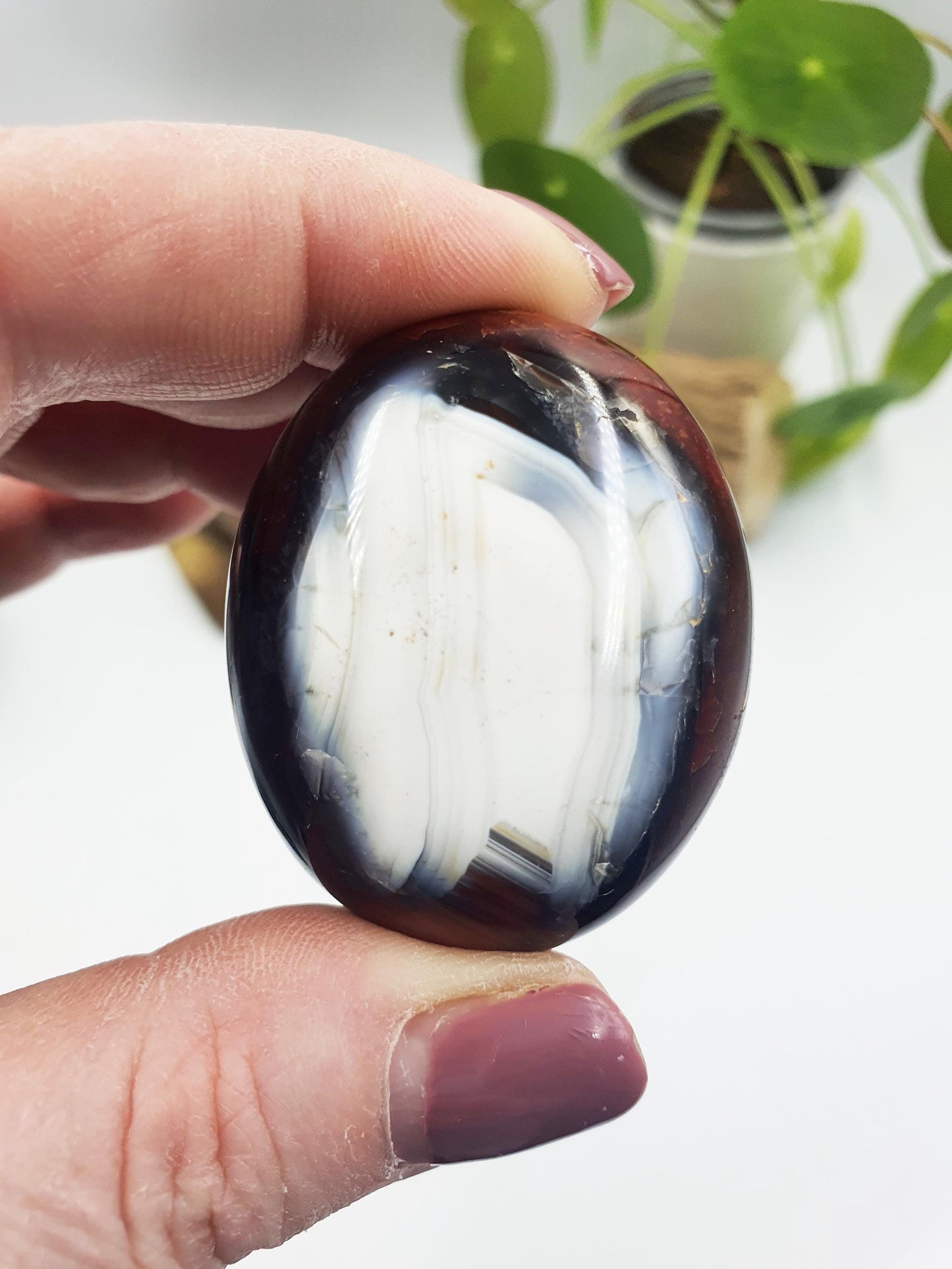 Carnelian Palm