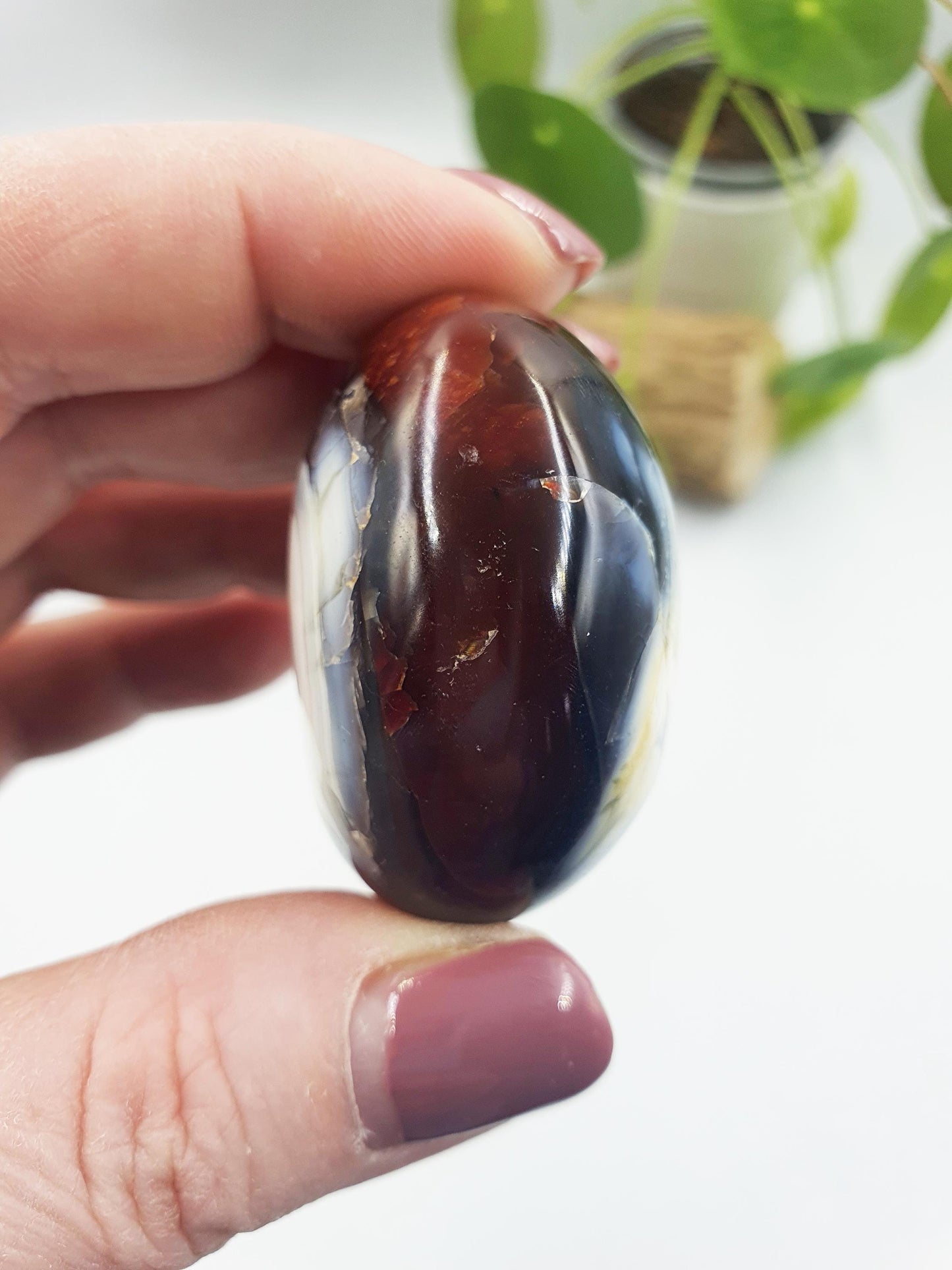 Carnelian Palm