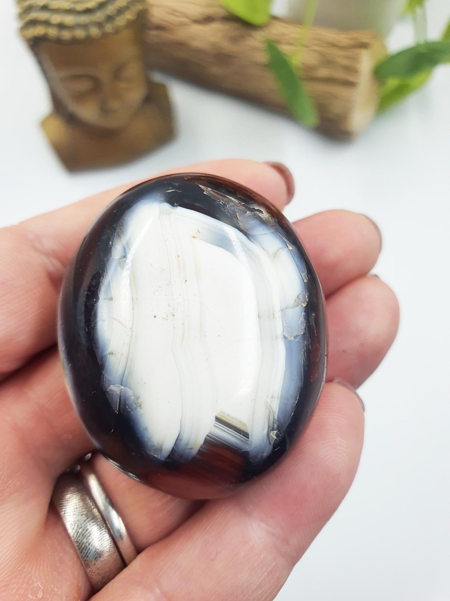 Carnelian Palm