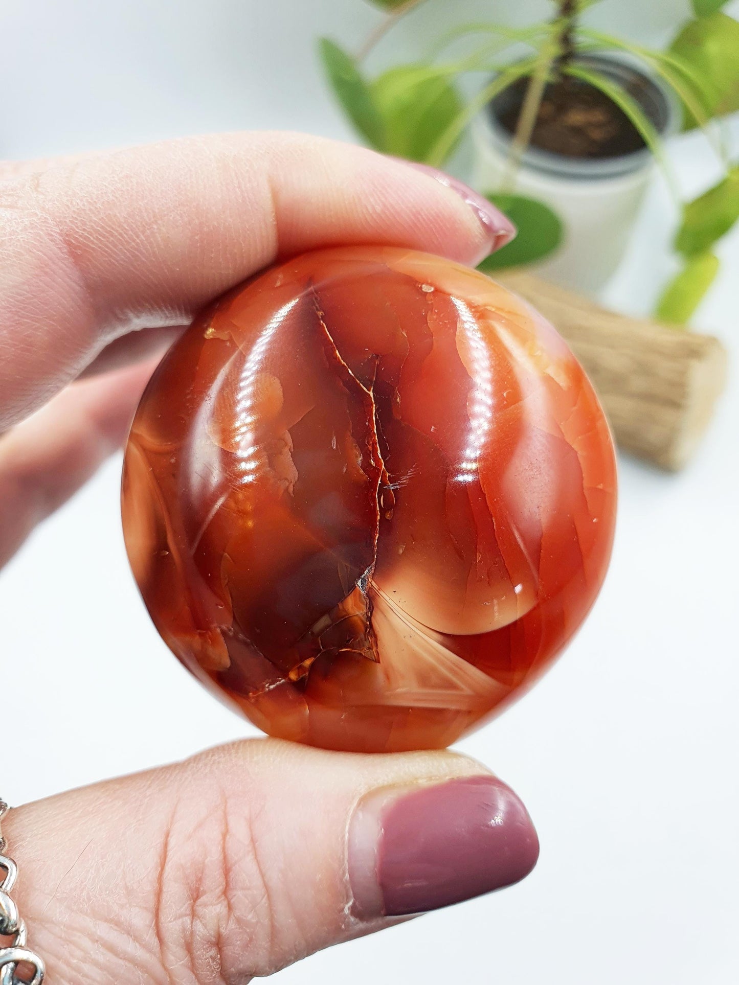 Carnelian Palm