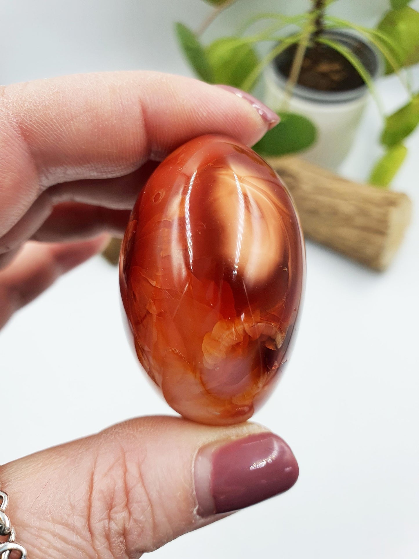 Carnelian Palm