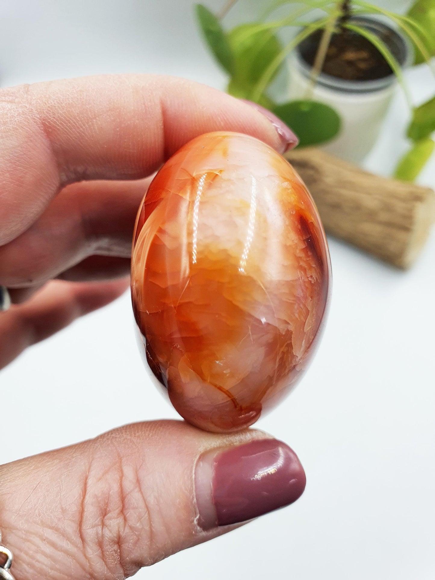 Carnelian Palm
