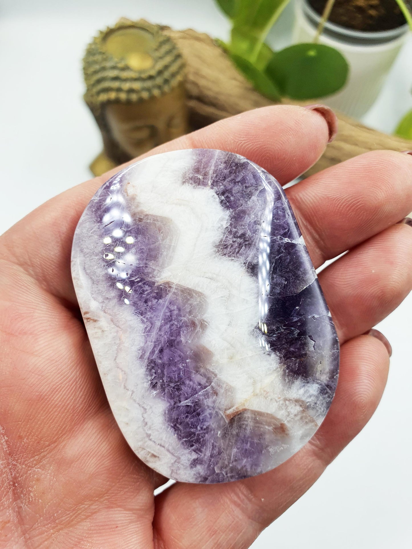 Dream Amethyst Palm