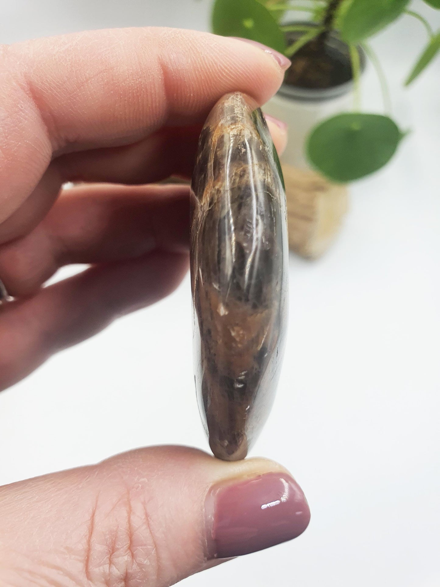 Moonstone Palm