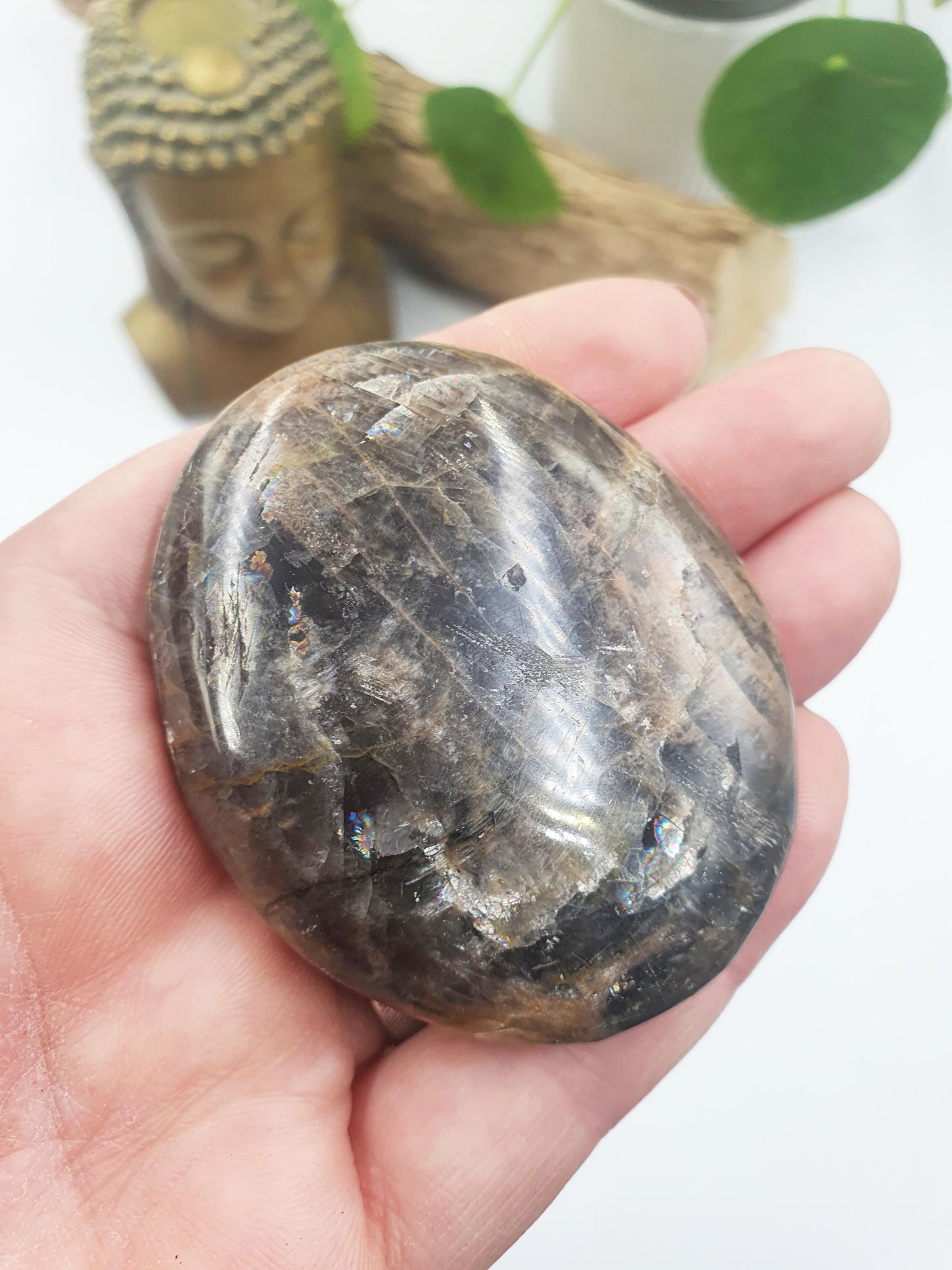 Moonstone Palm