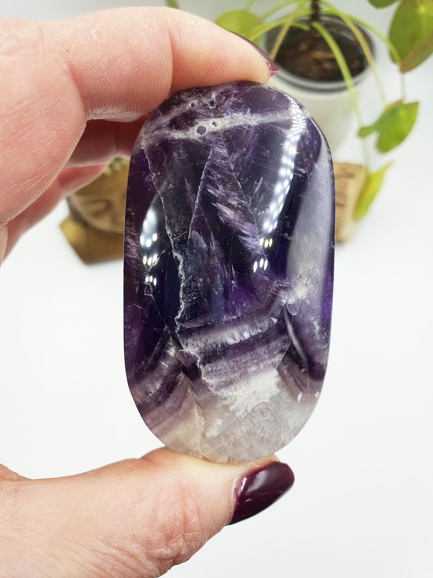 Dream Amethyst Palm