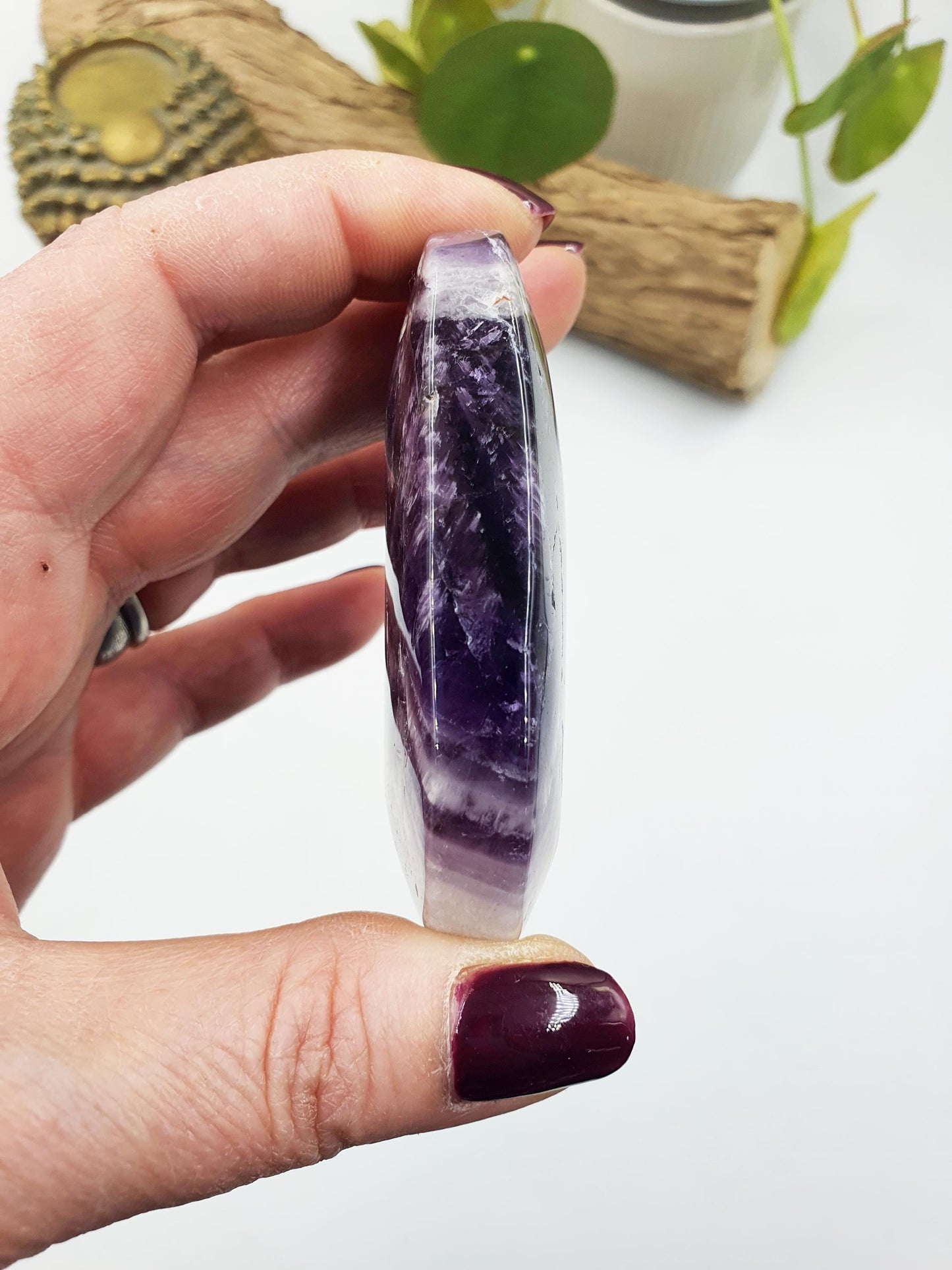 Dream Amethyst Palm