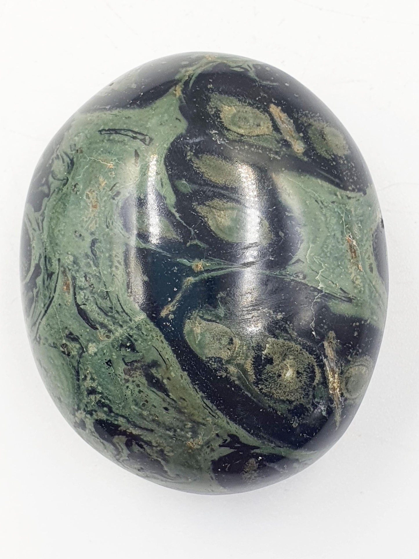 Kambaba Jasper Palm