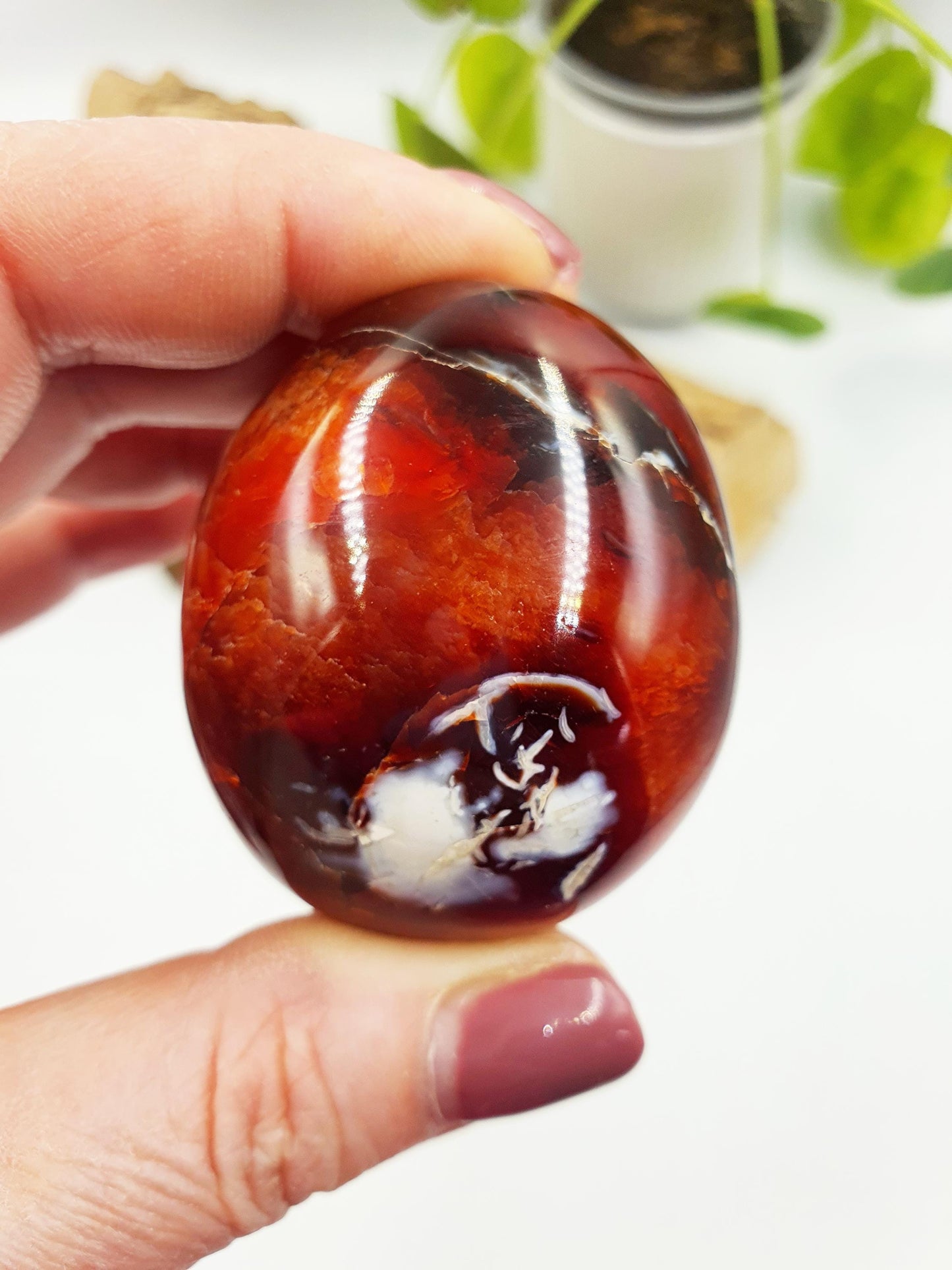 Carnelian Palm