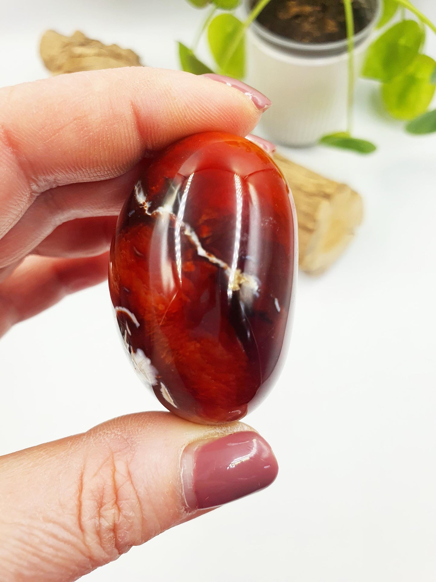 Carnelian Palm