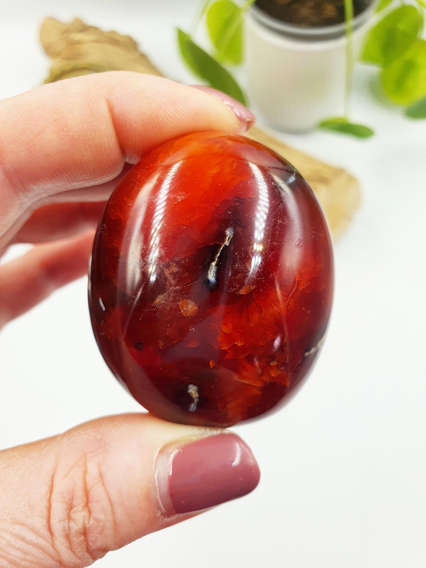 Carnelian Palm