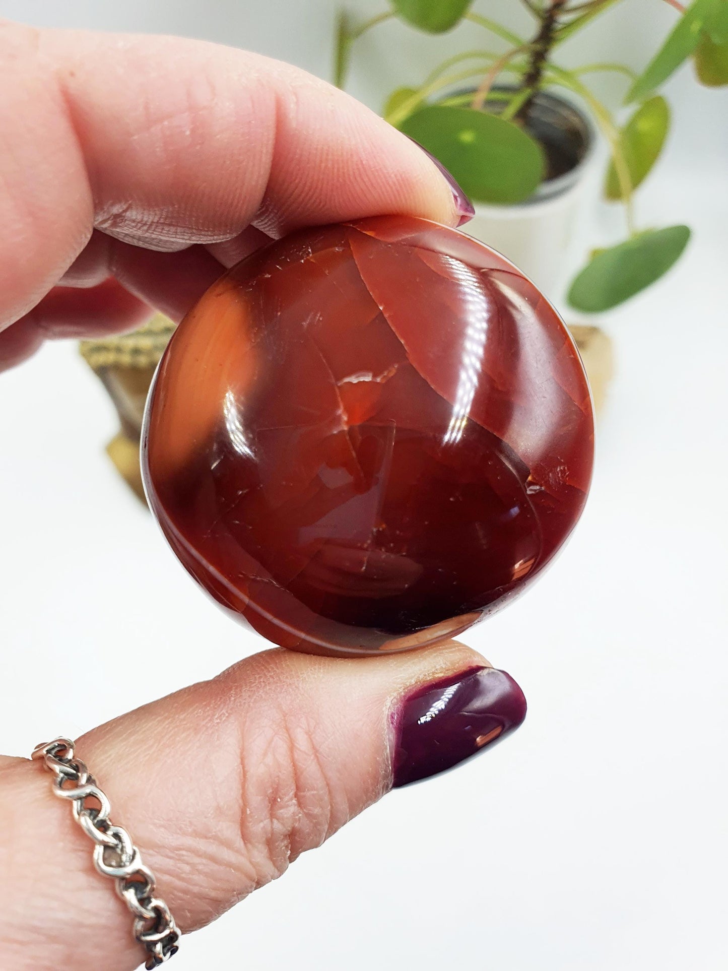 Carnelian Palm