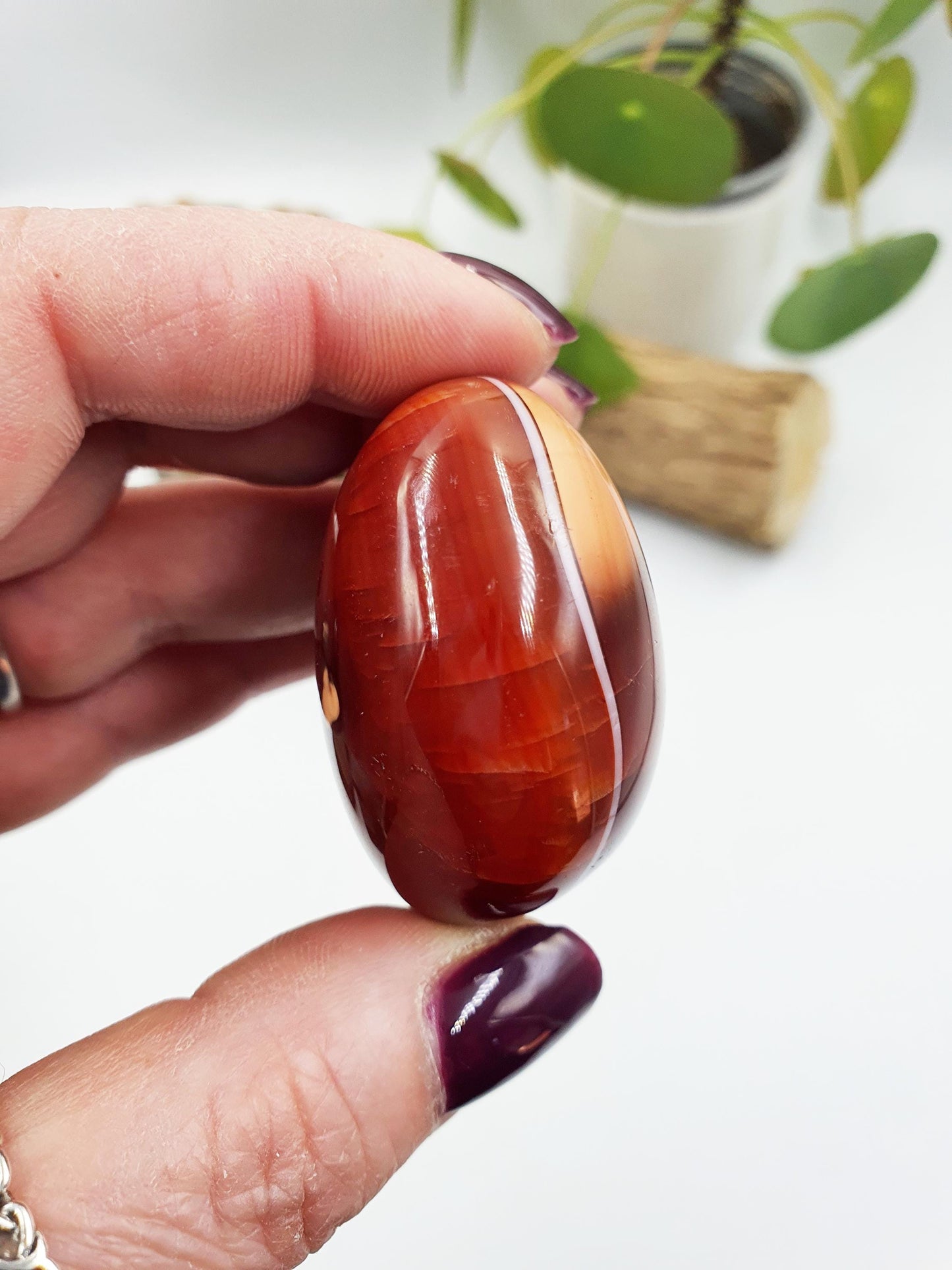Carnelian Palm