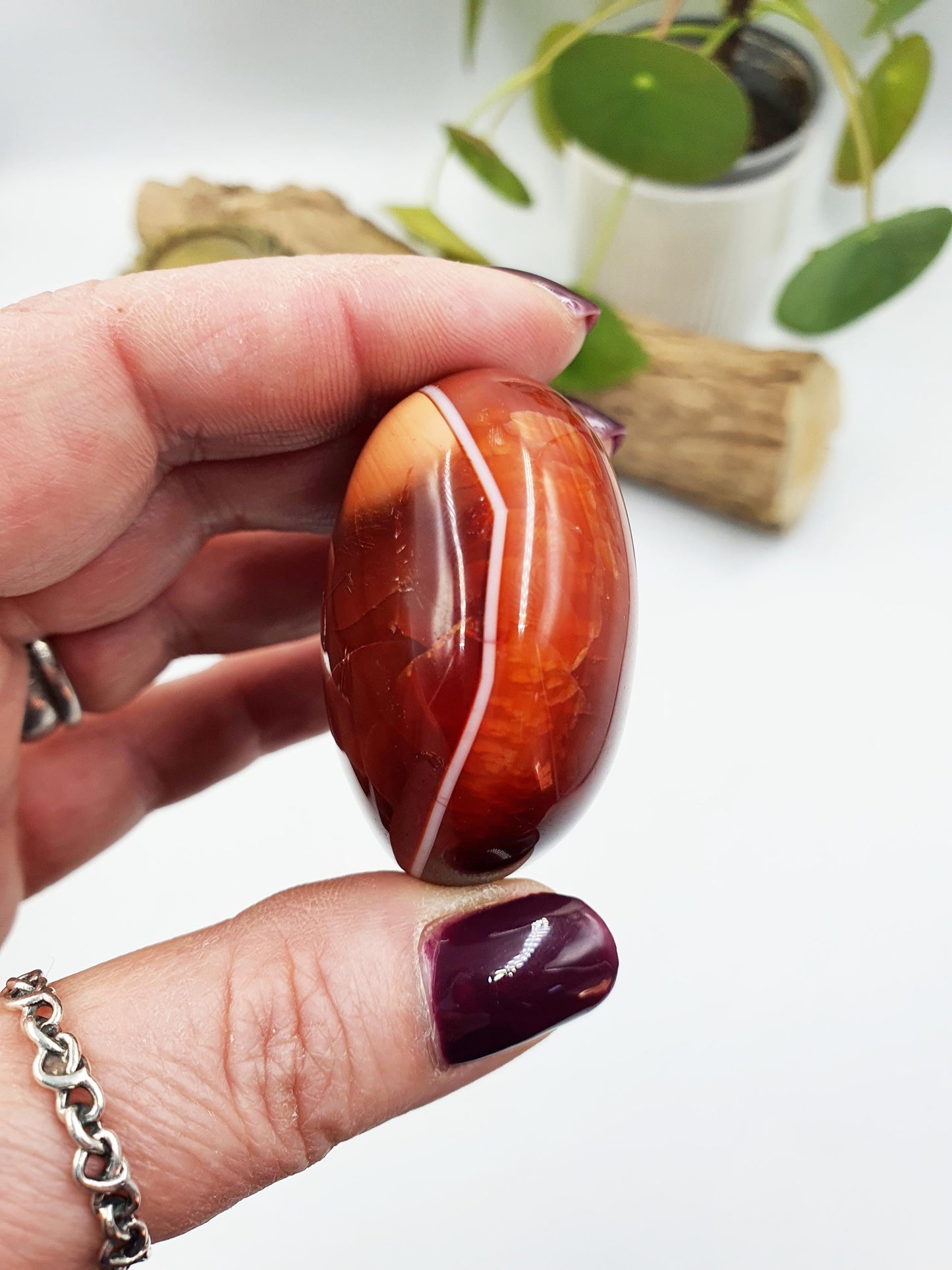 Carnelian Palm