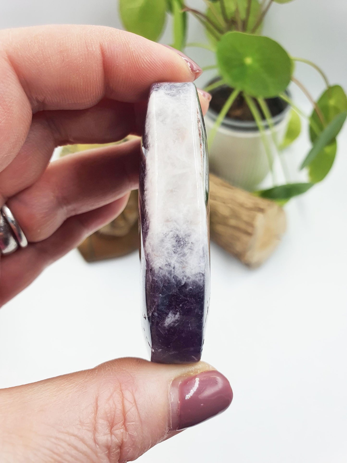Dream Amethyst Palm