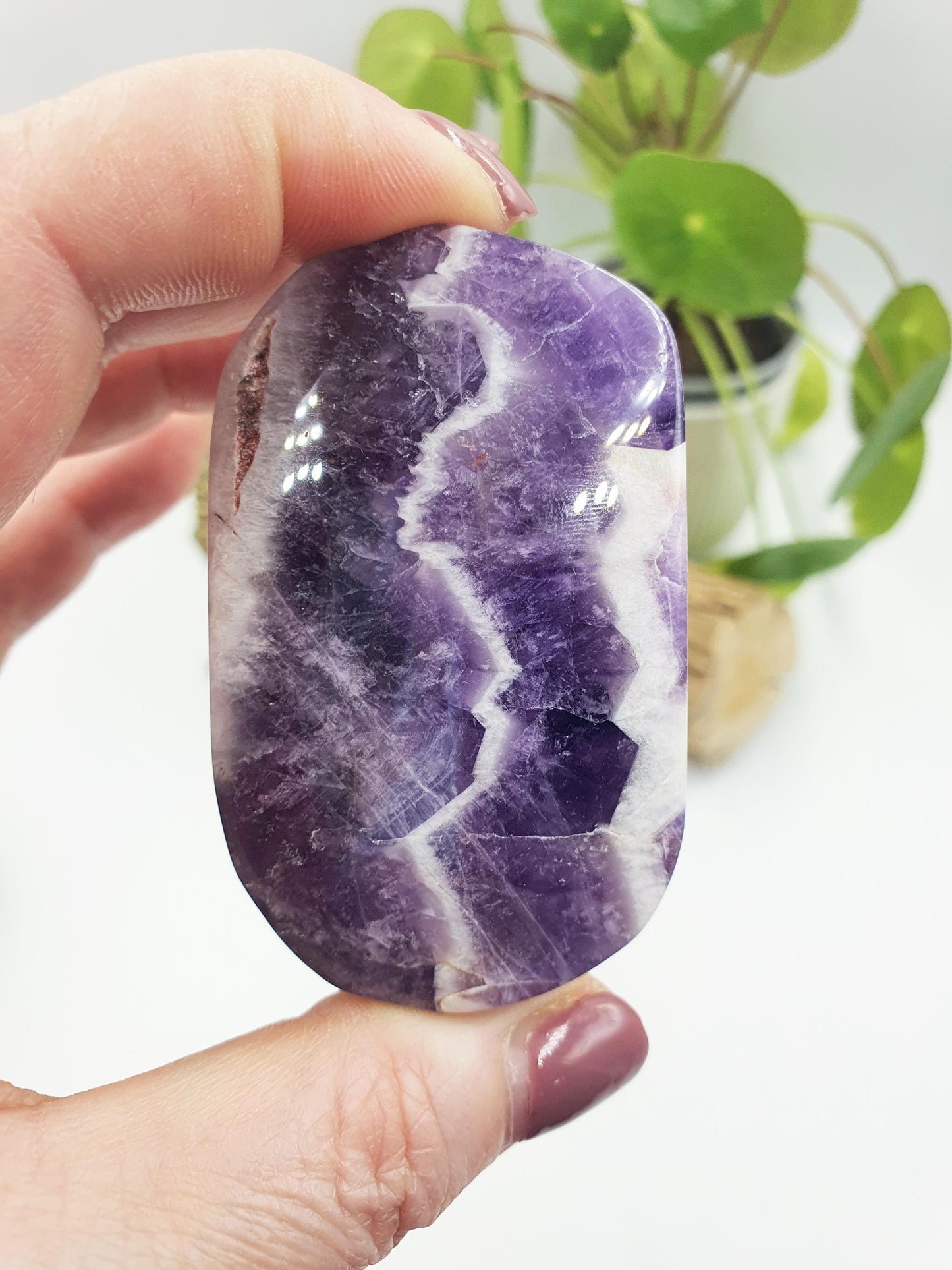Dream Amethyst Palm