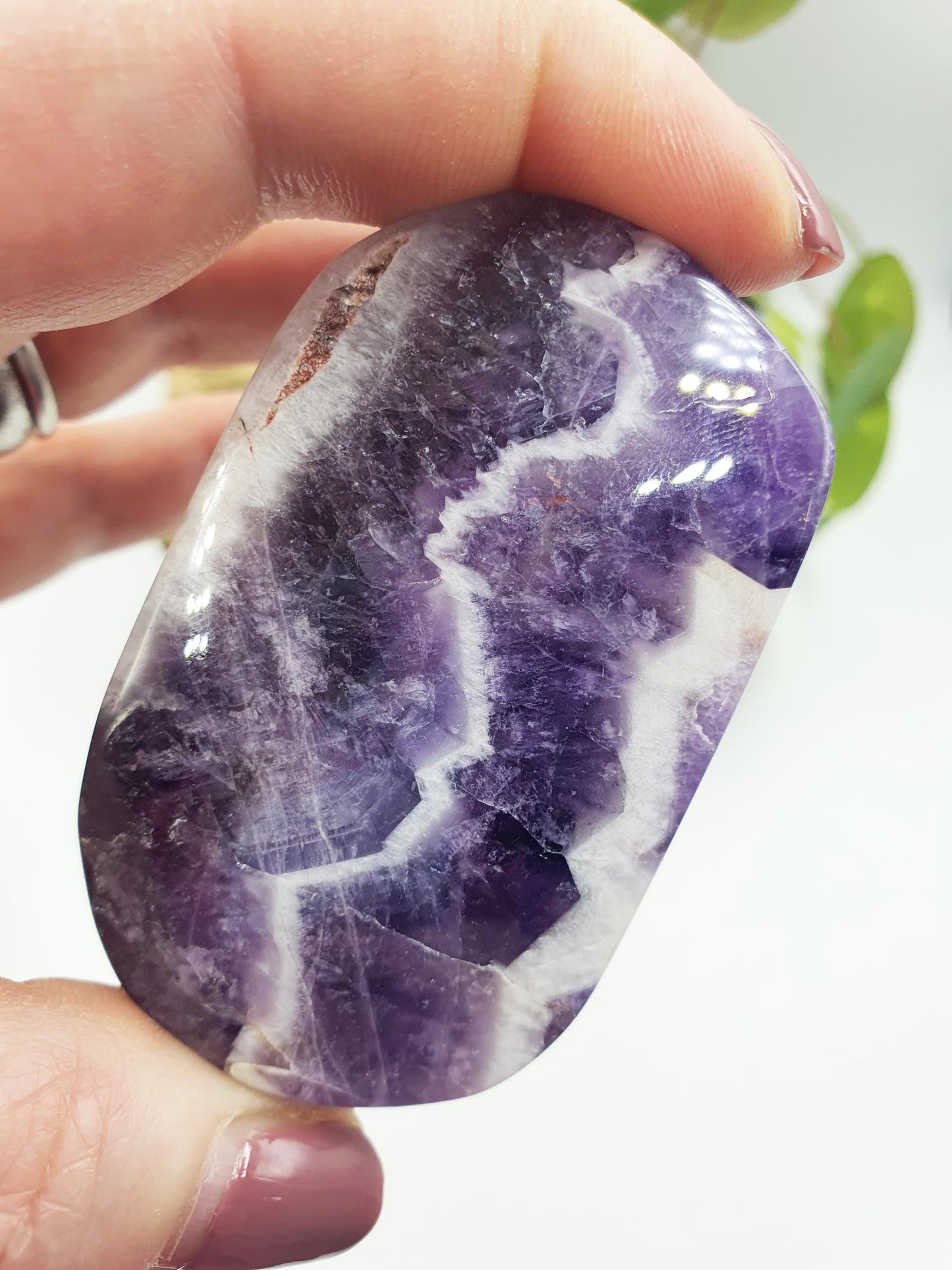 Dream Amethyst Palm