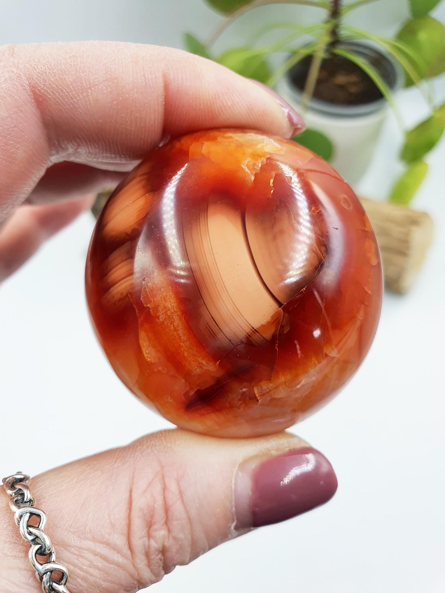 Carnelian Palm