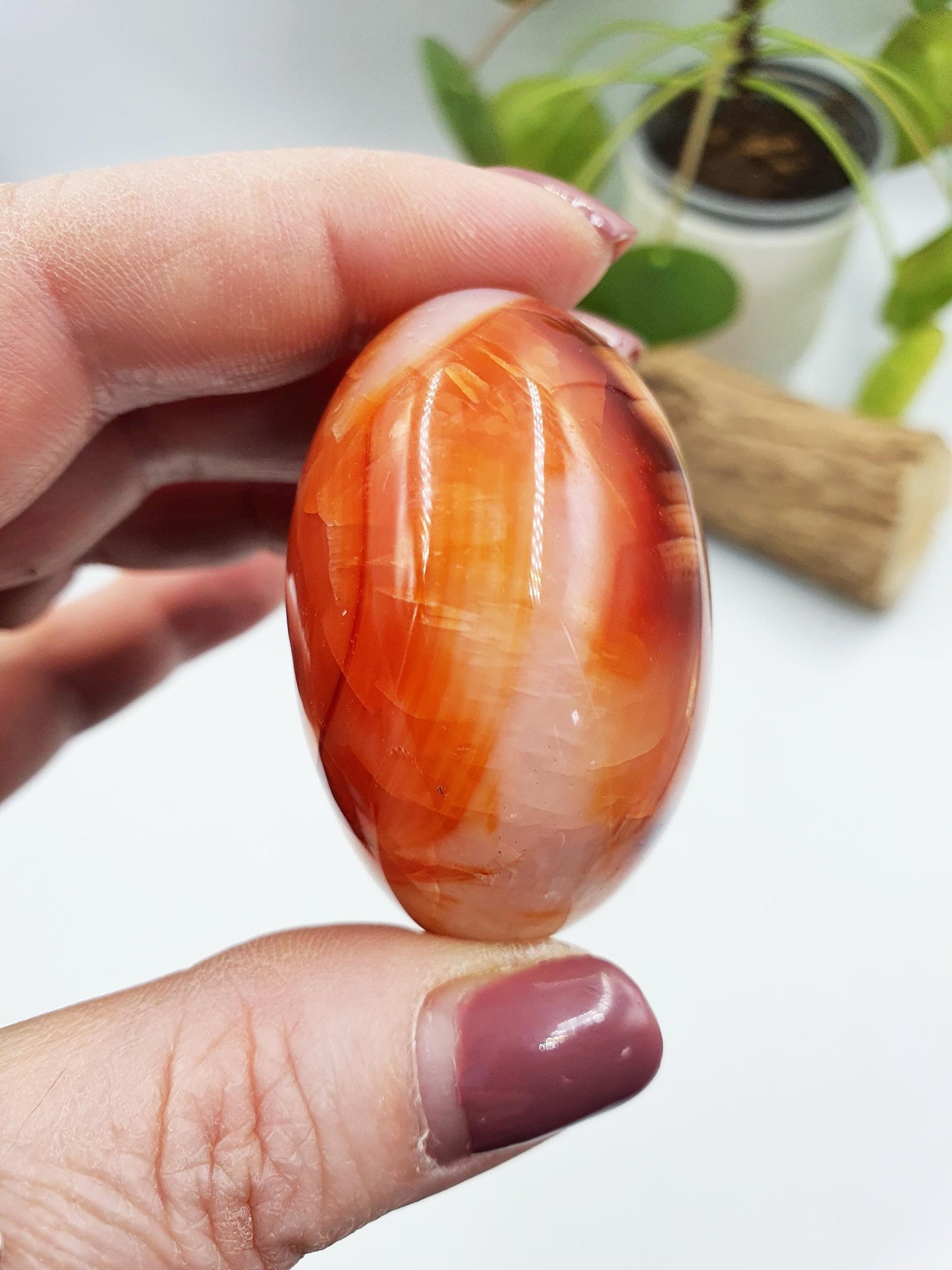 Carnelian Palm