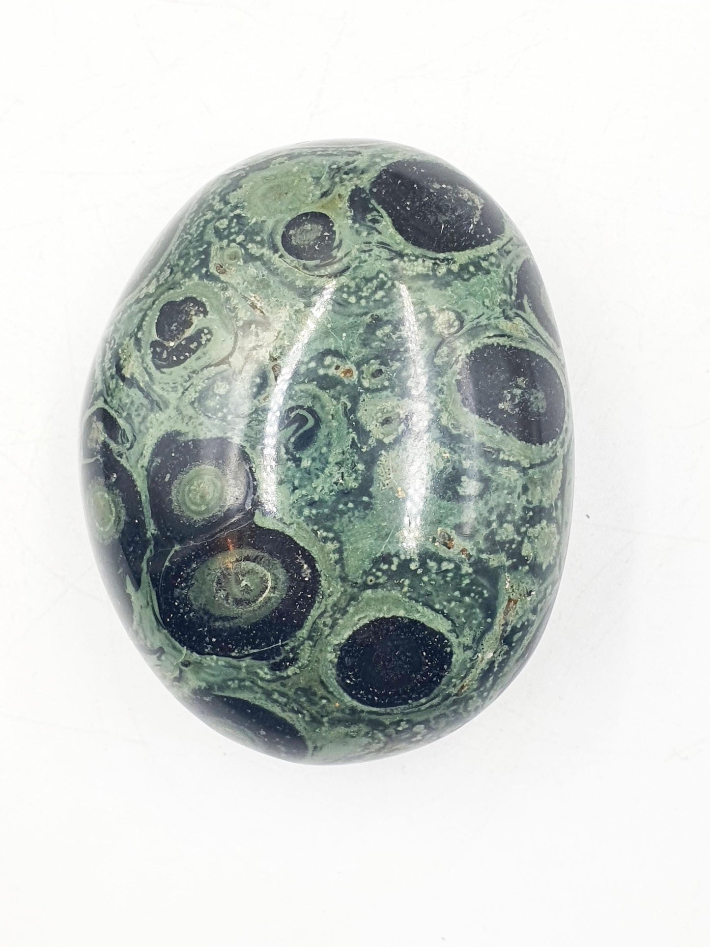 Kambaba Jasper Palm