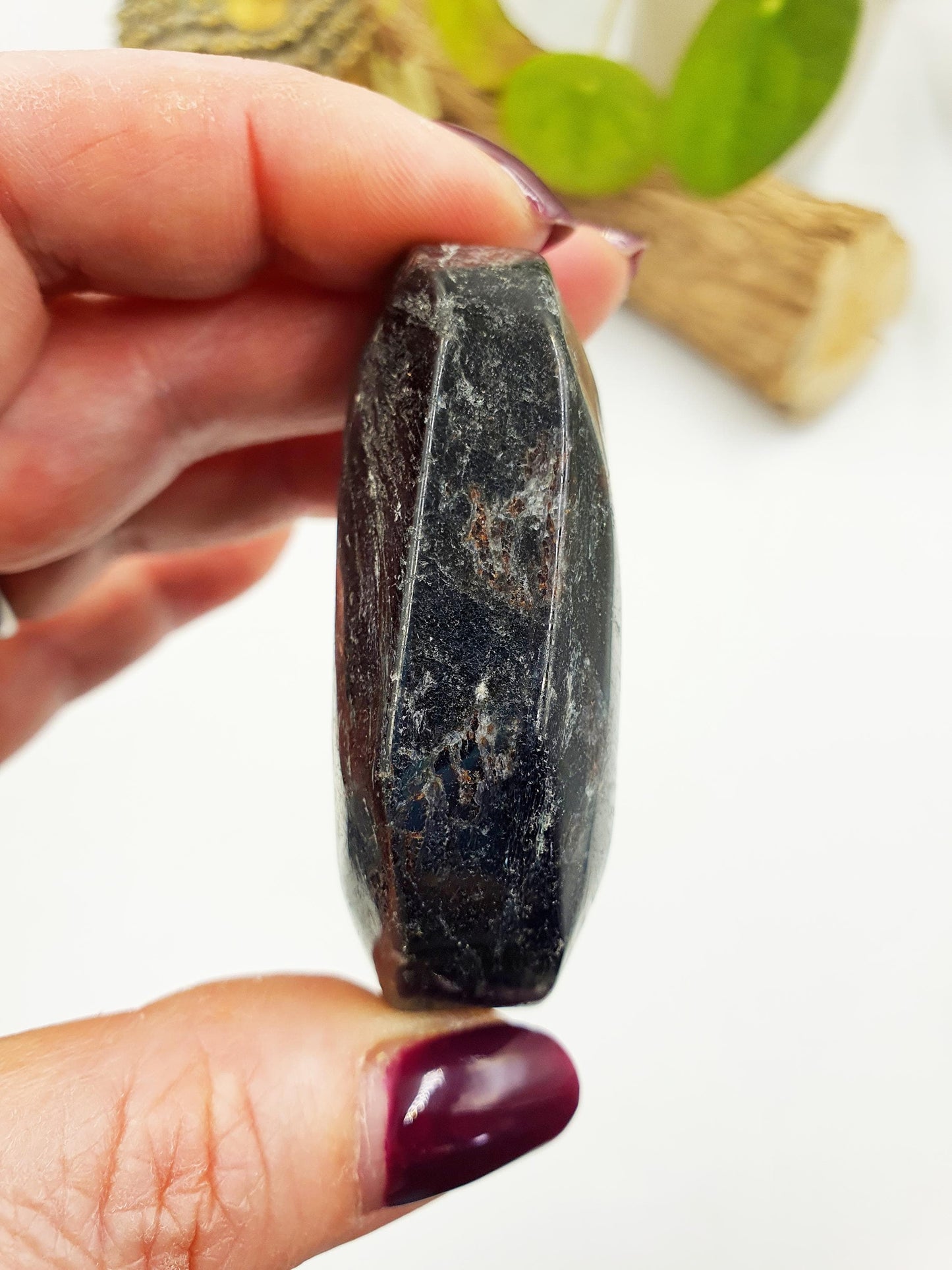 Large Astrophyllite Palm