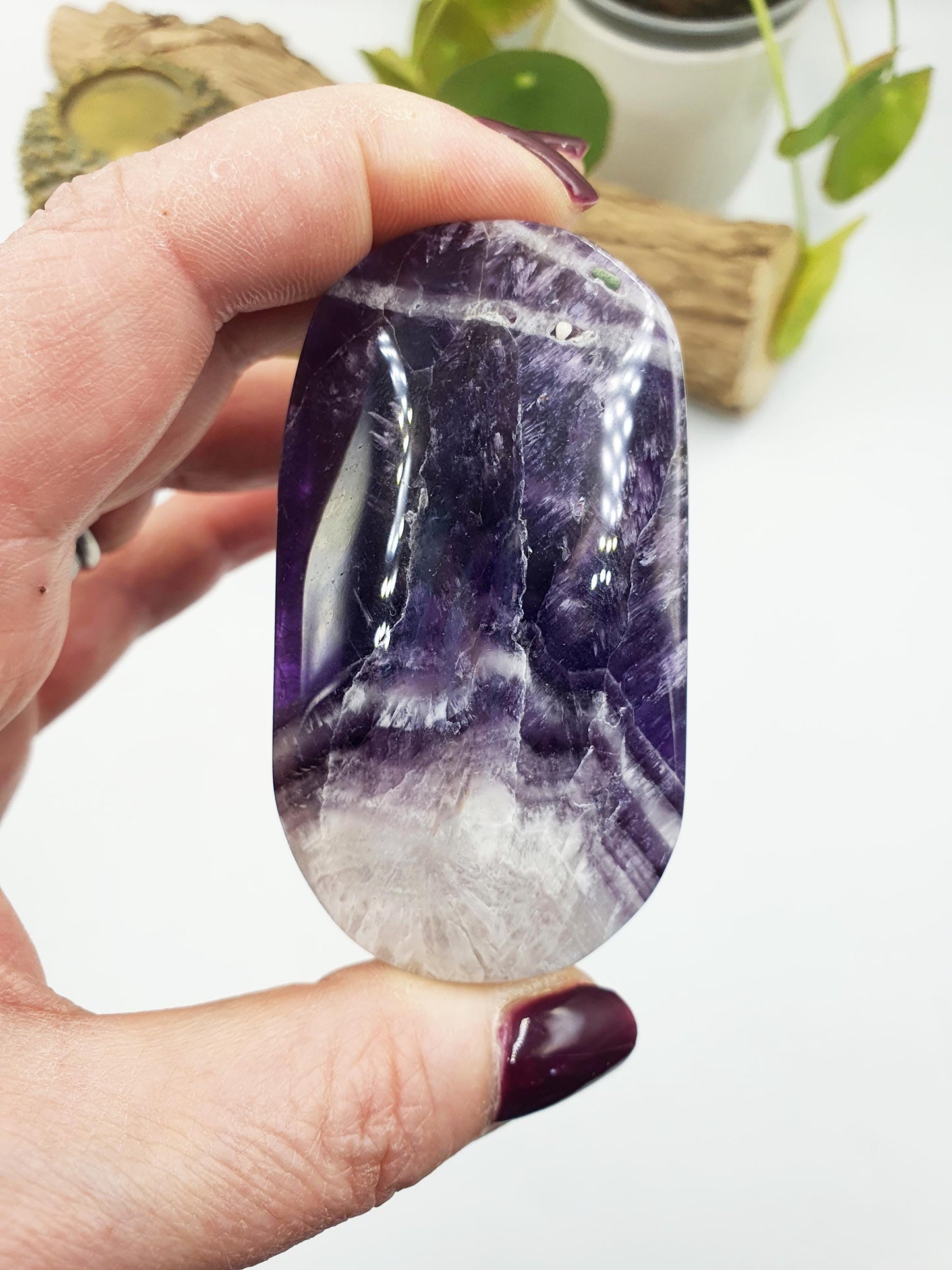 Dream Amethyst Palm