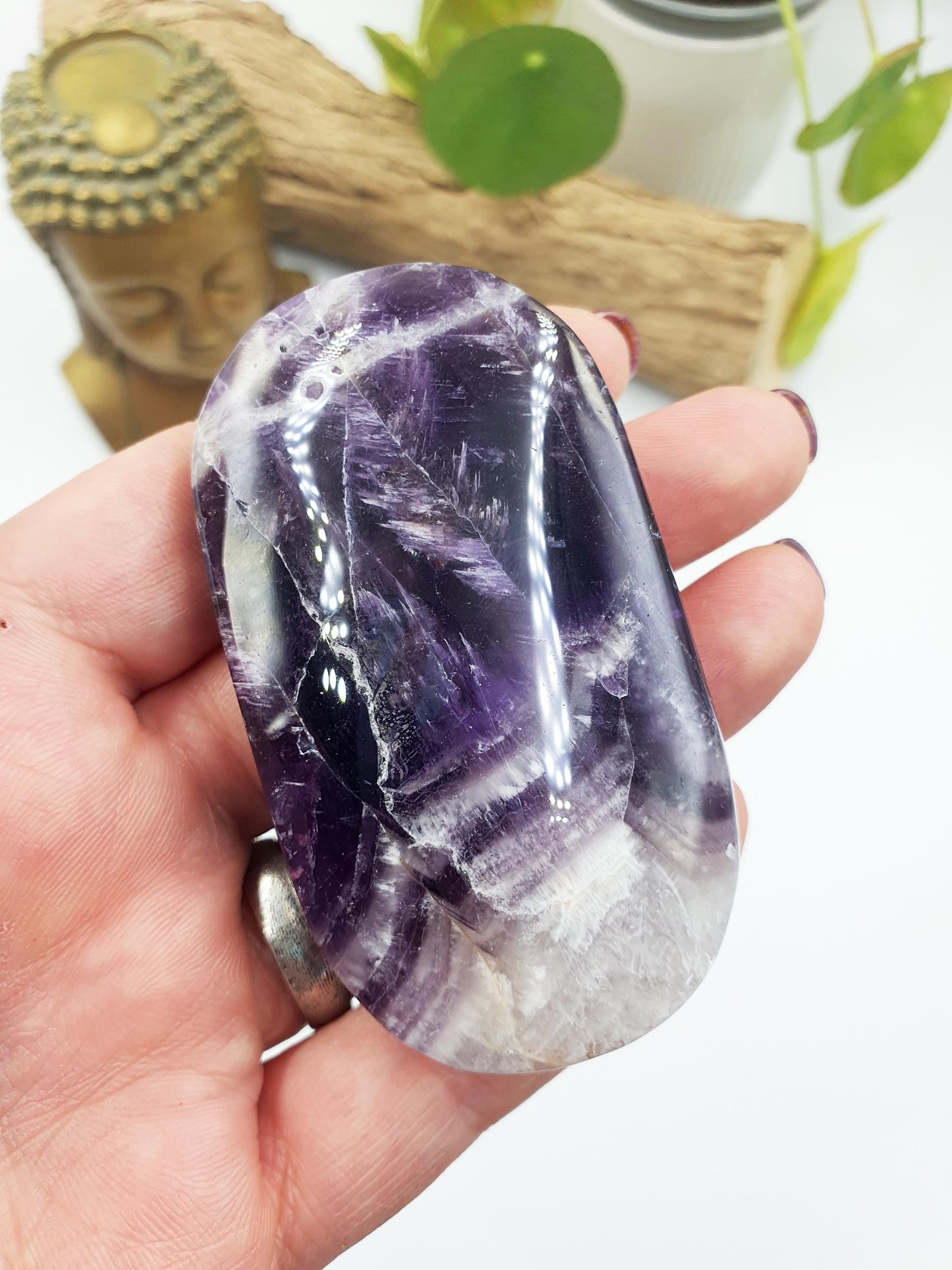 Dream Amethyst Palm