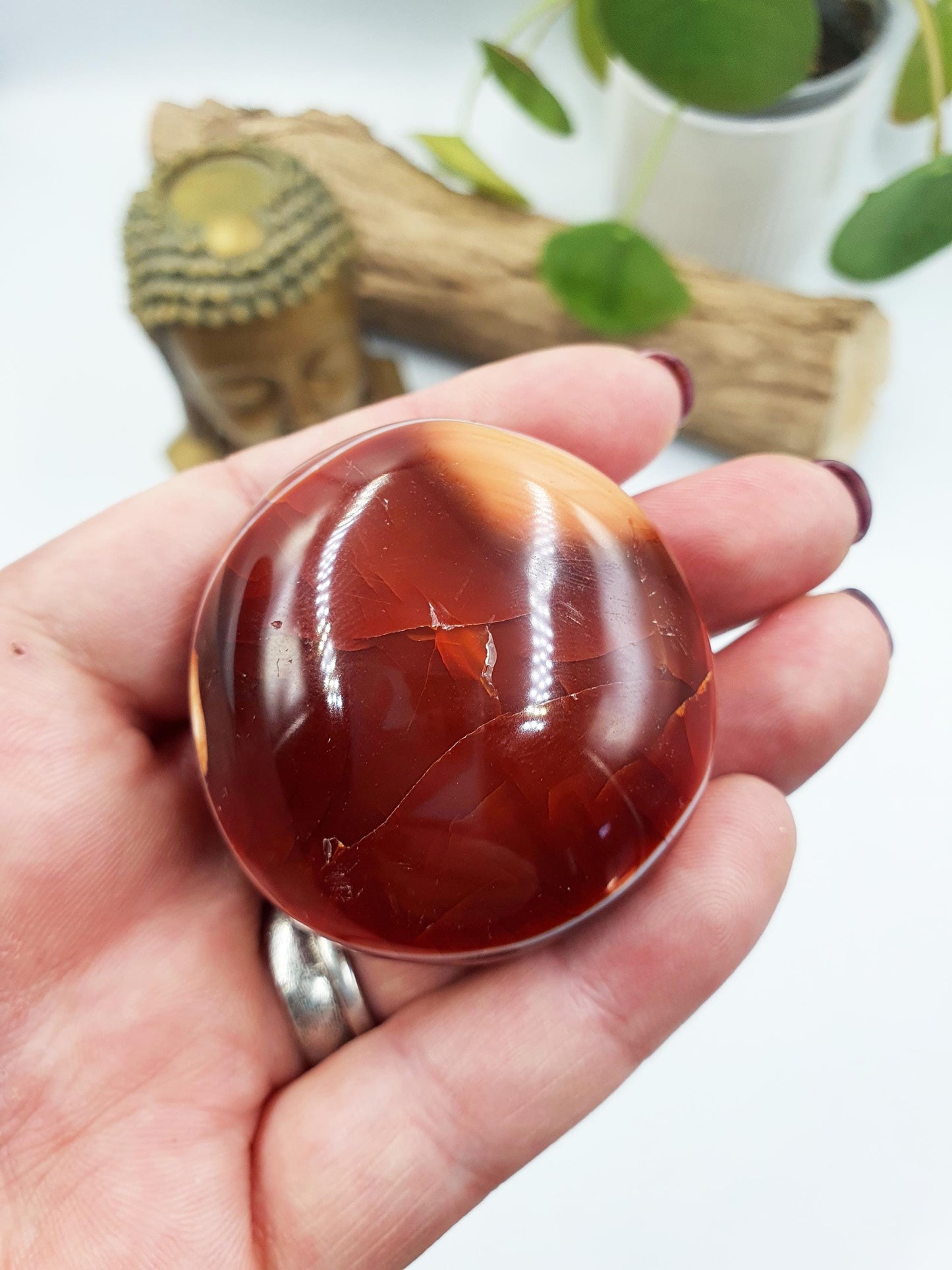 Carnelian Palm