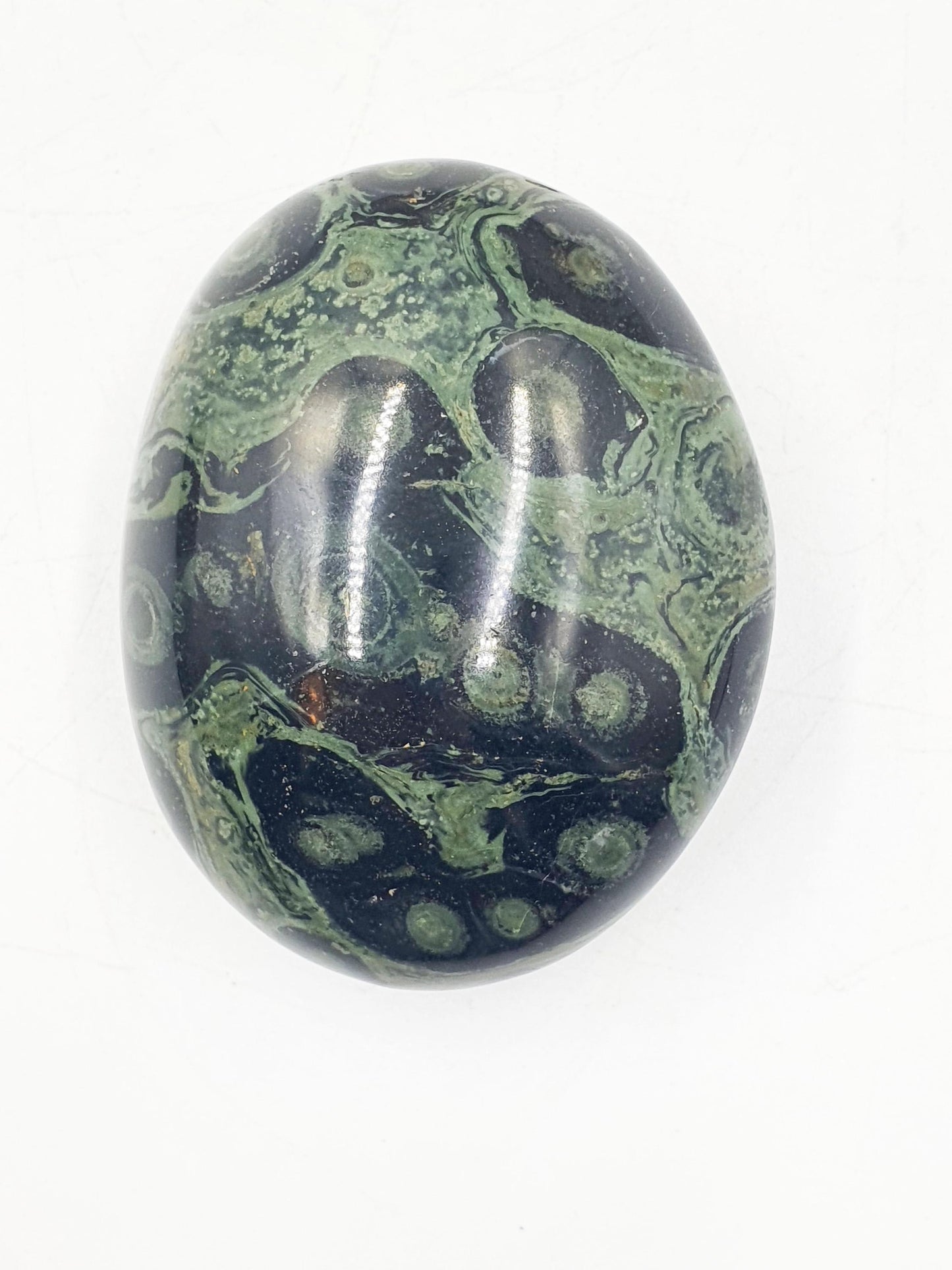 Kambaba Jasper Palm