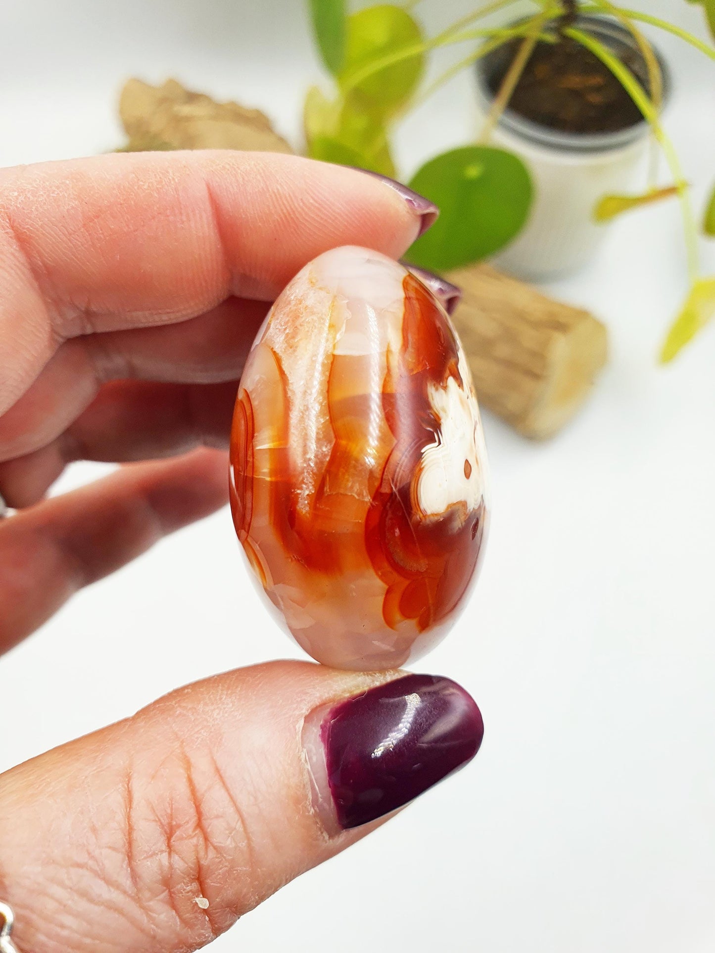 Carnelian Palm