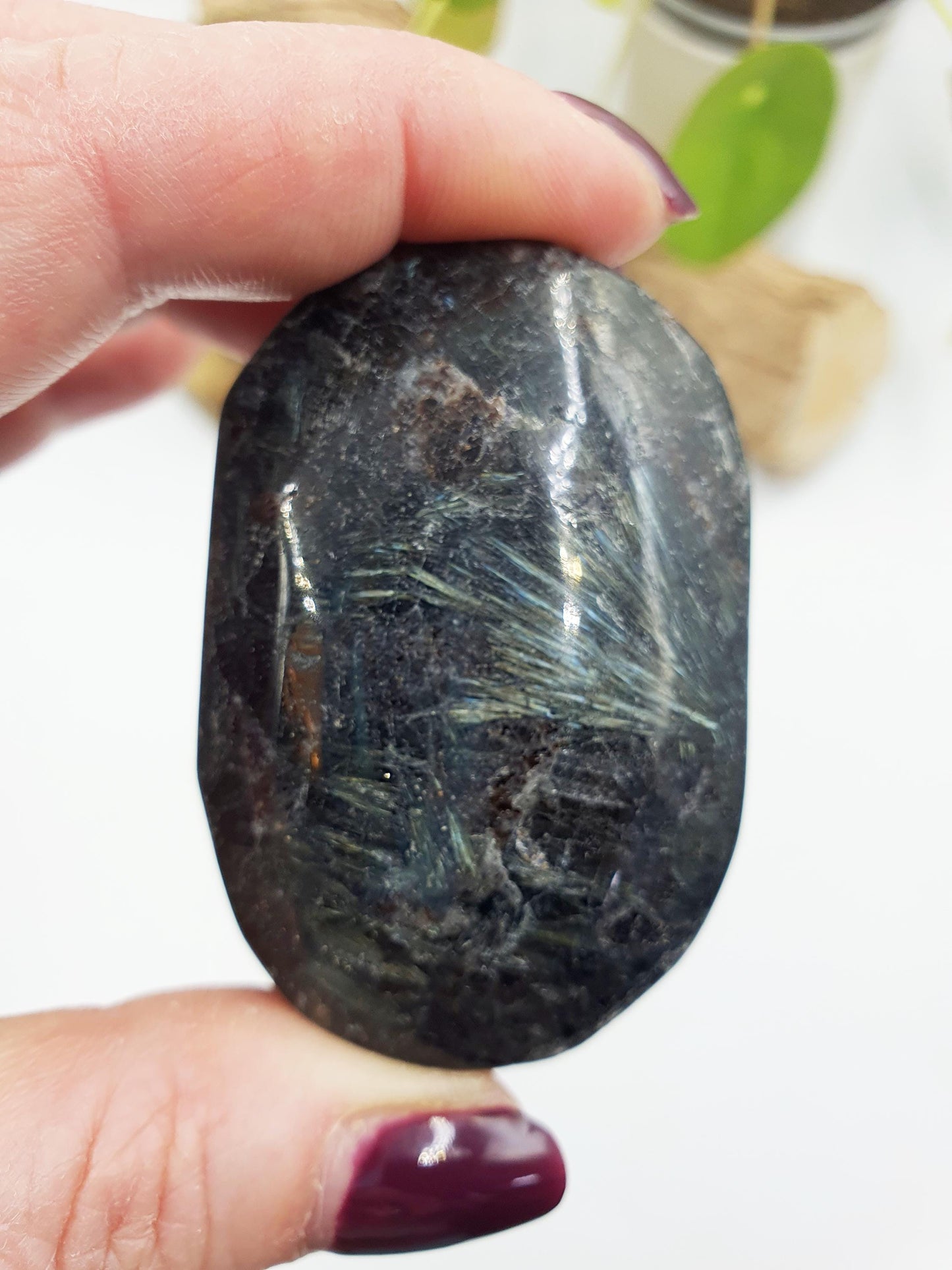 Large Astrophyllite Palm