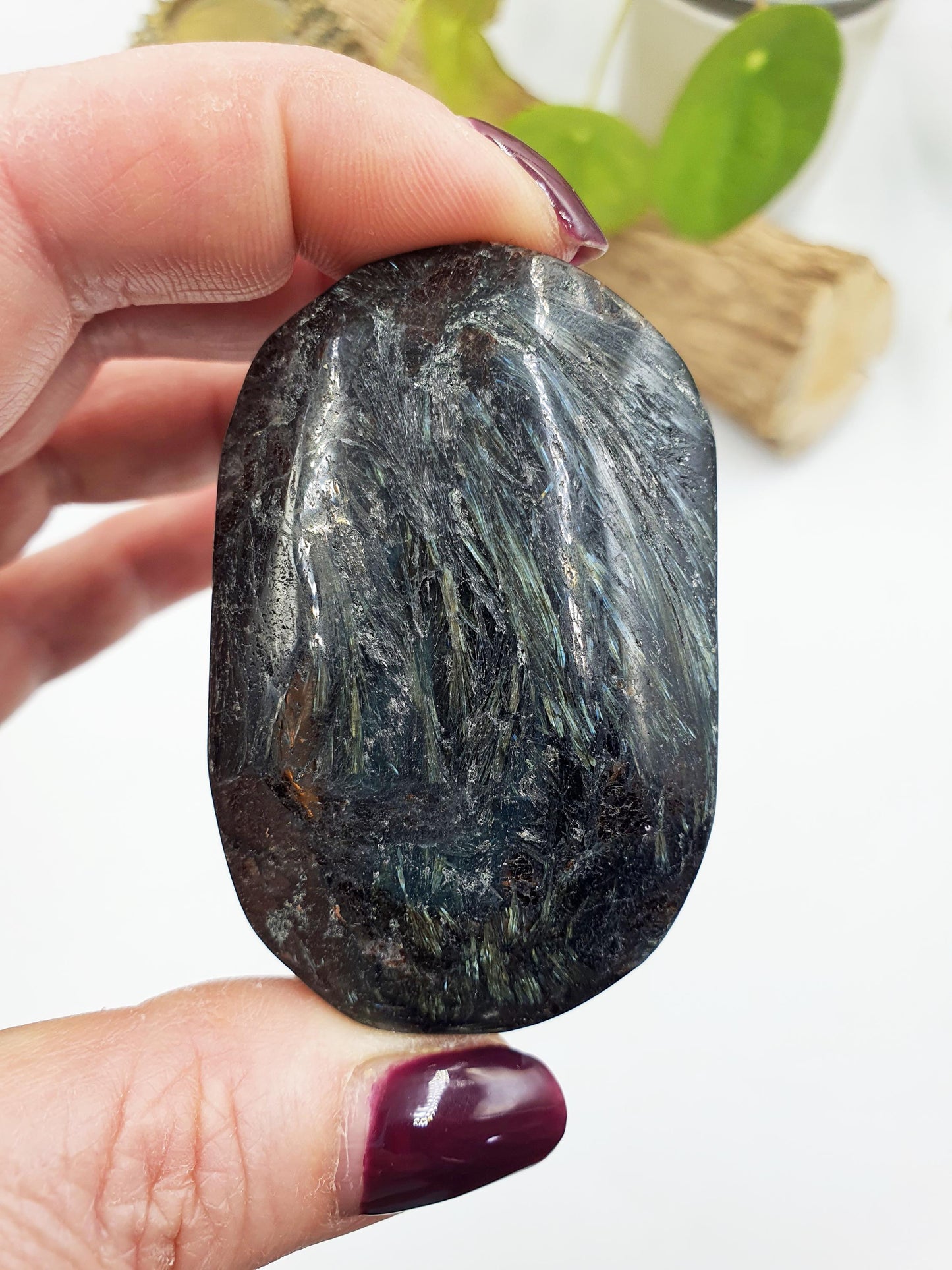 Large Astrophyllite Palm