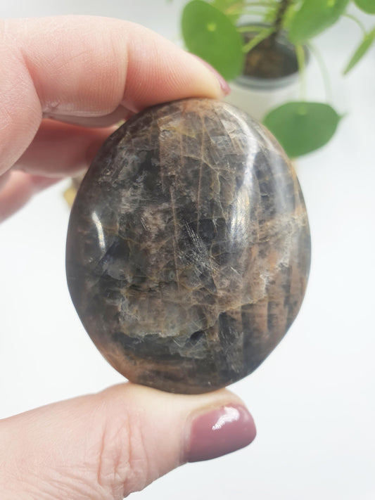Moonstone Palm