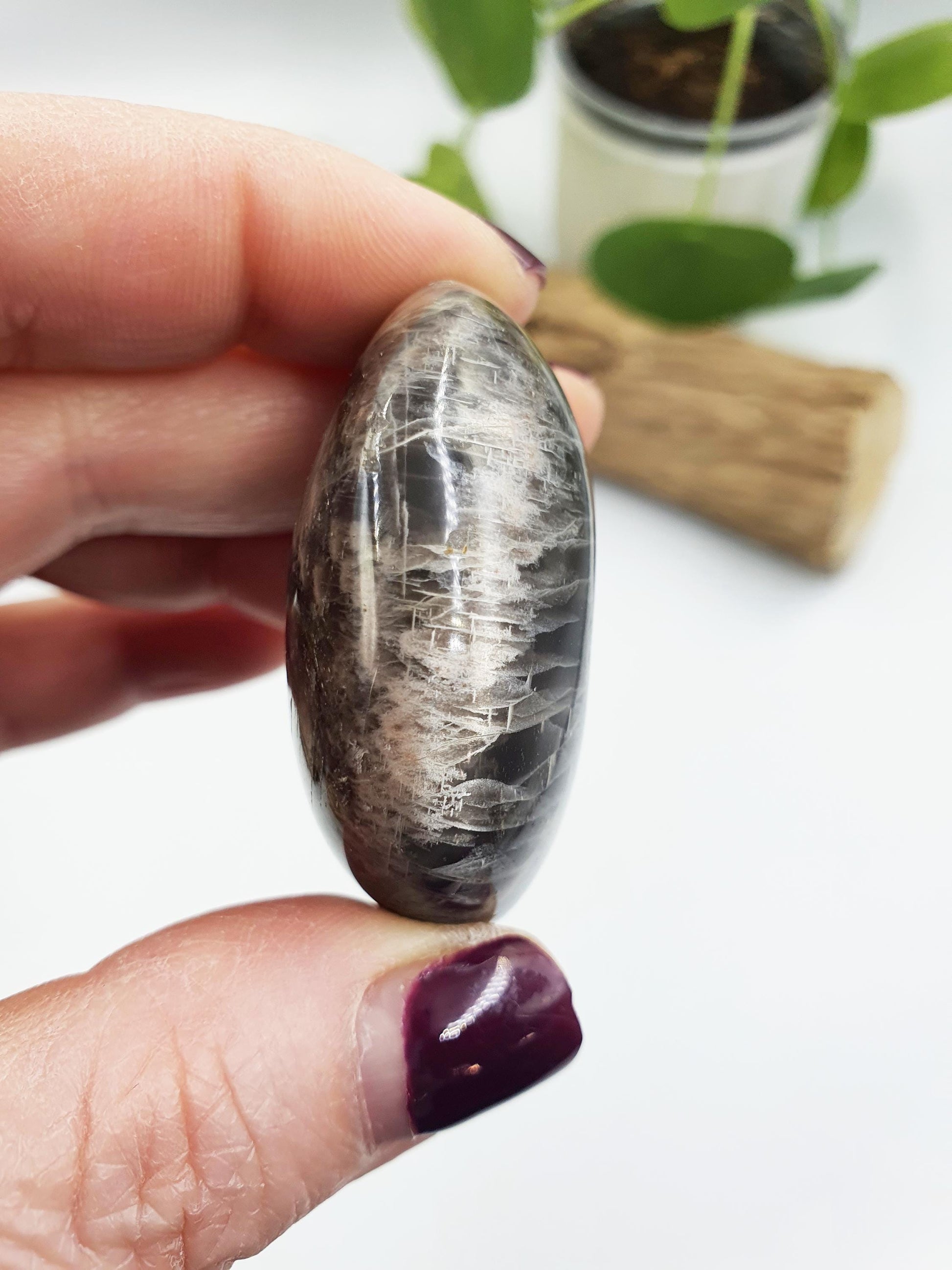 Flashy Moonstone Palm