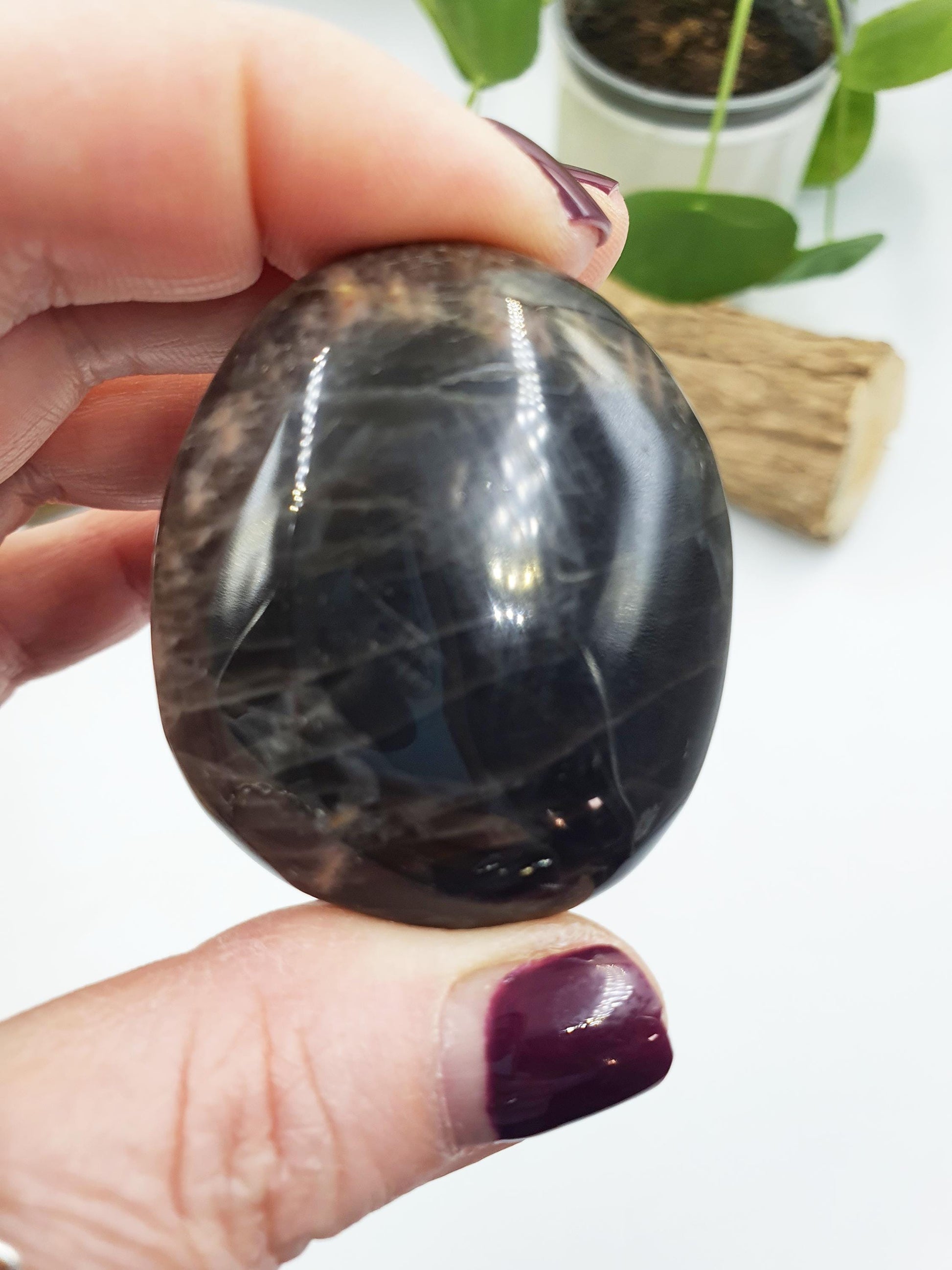 Flashy Moonstone Palm