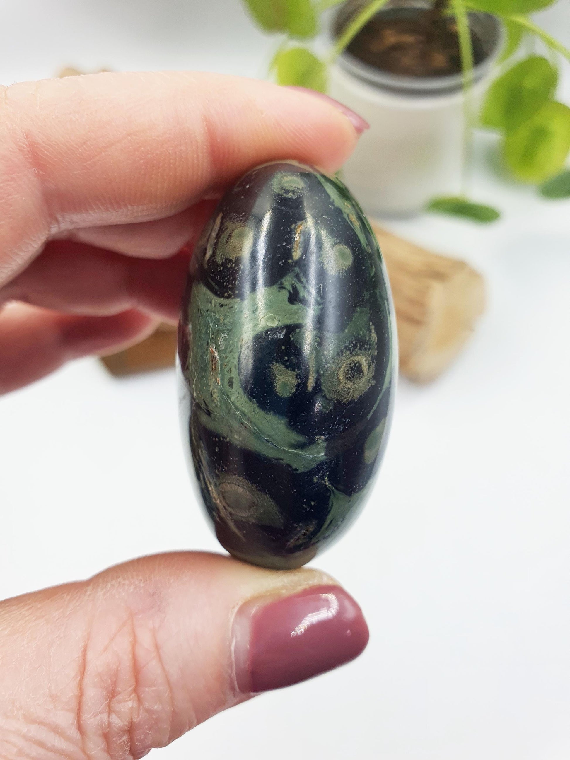 Kambaba Jasper Palm