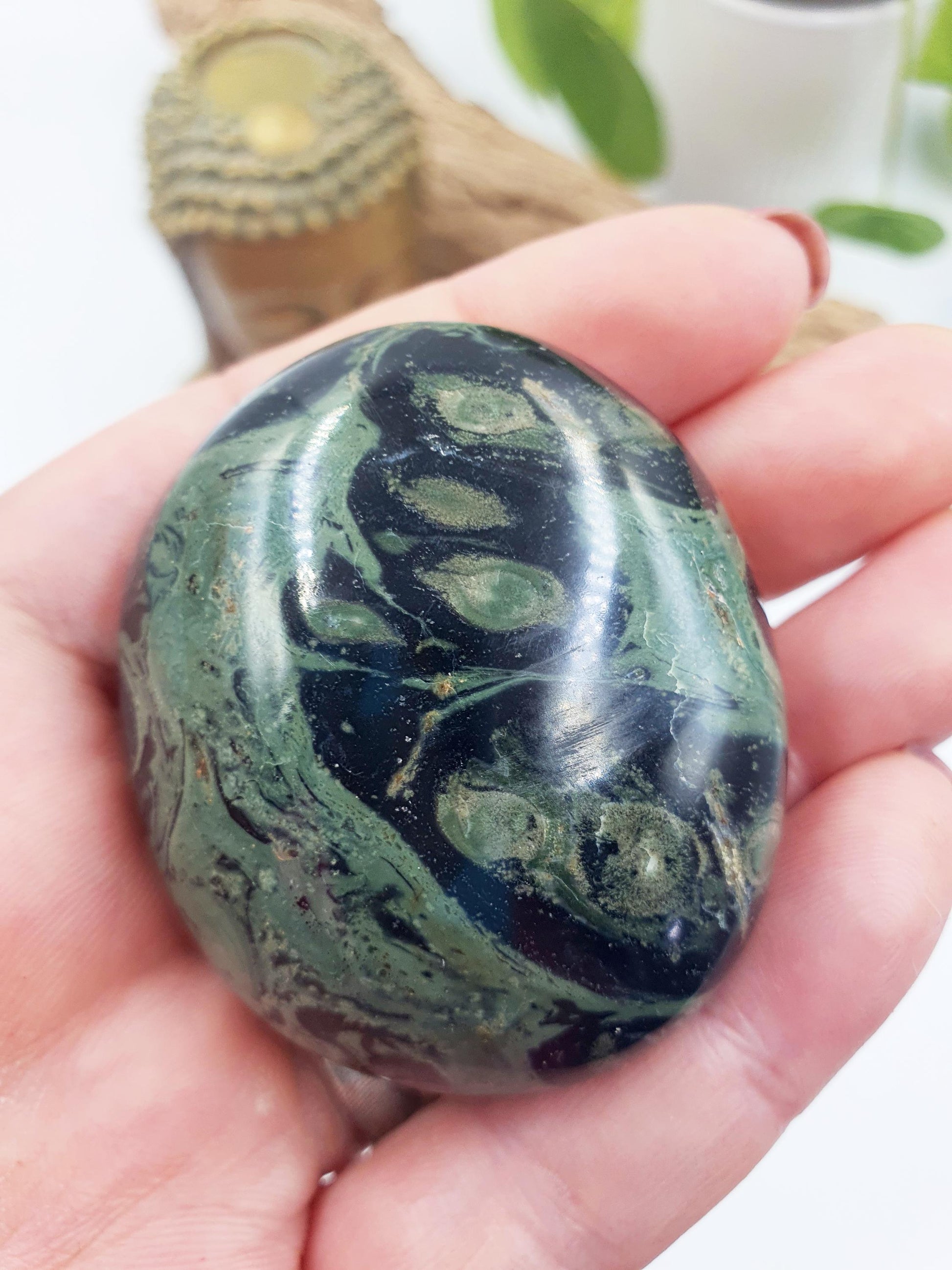 Kambaba Jasper Palm