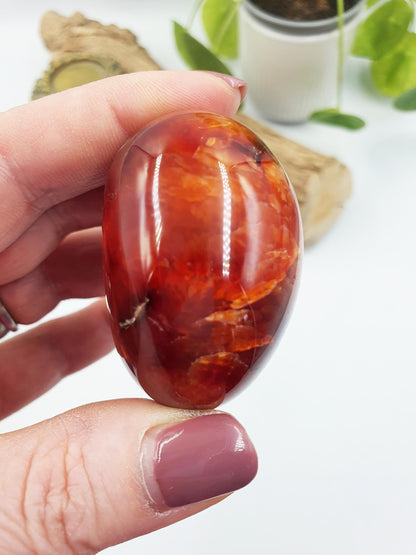 Carnelian Palm