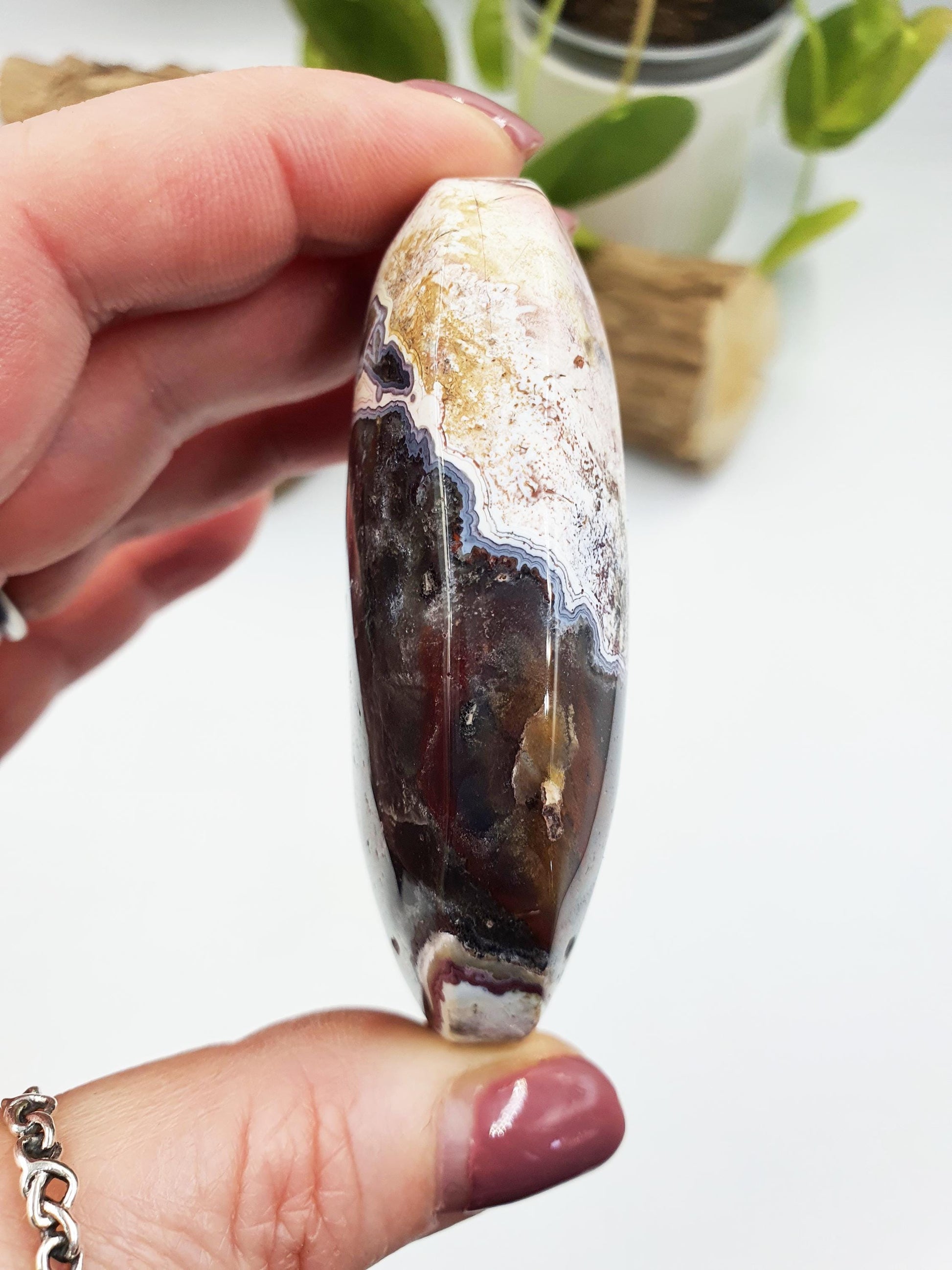 Mexican Crazy Lace Agate Palm