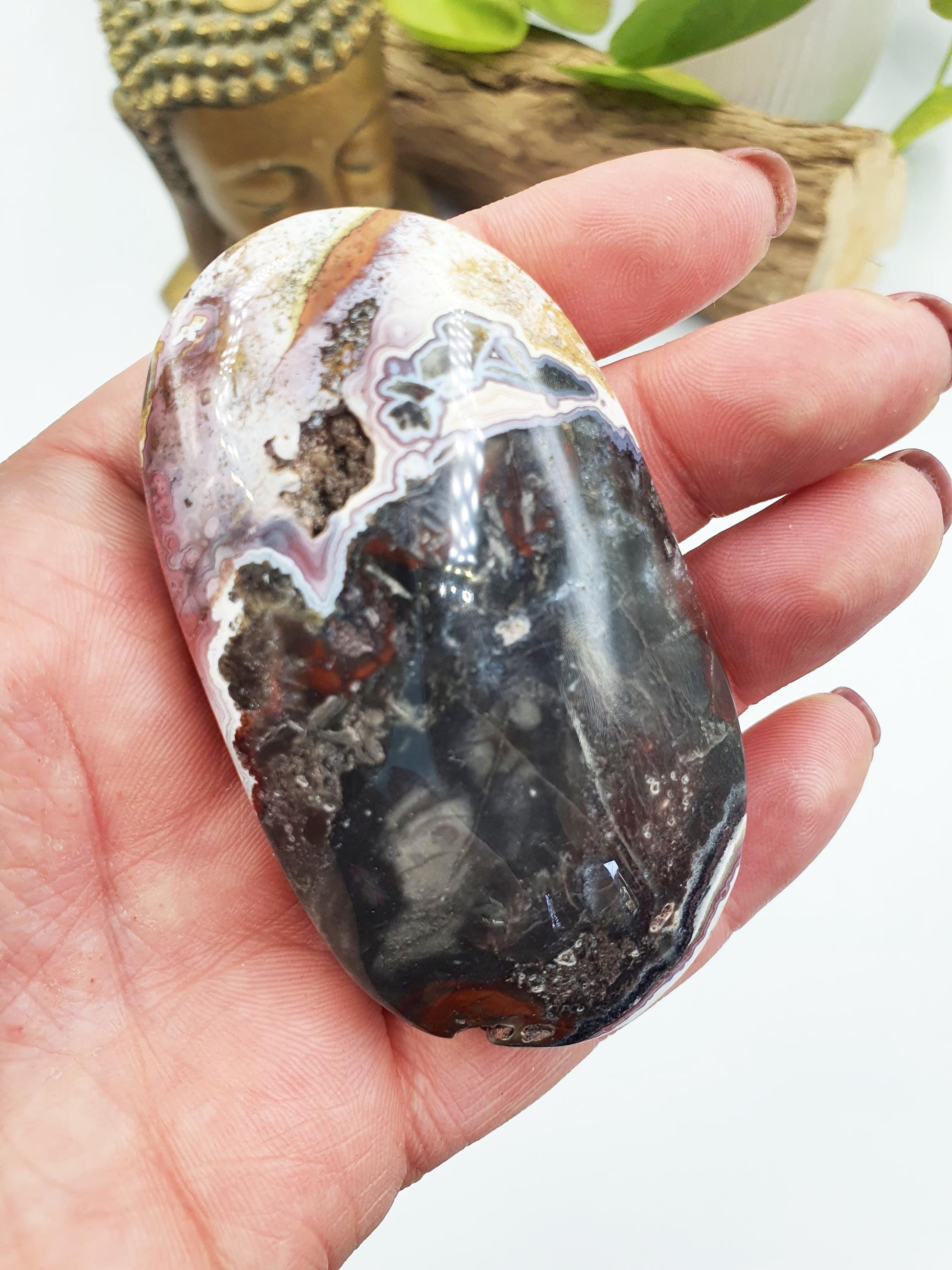Mexican Crazy Lace Agate Palm