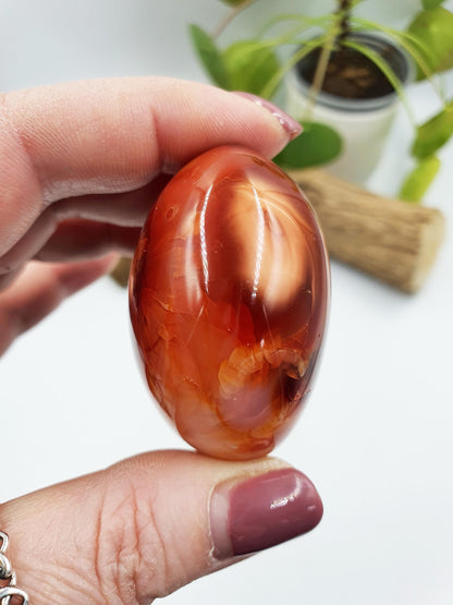 Carnelian Palm