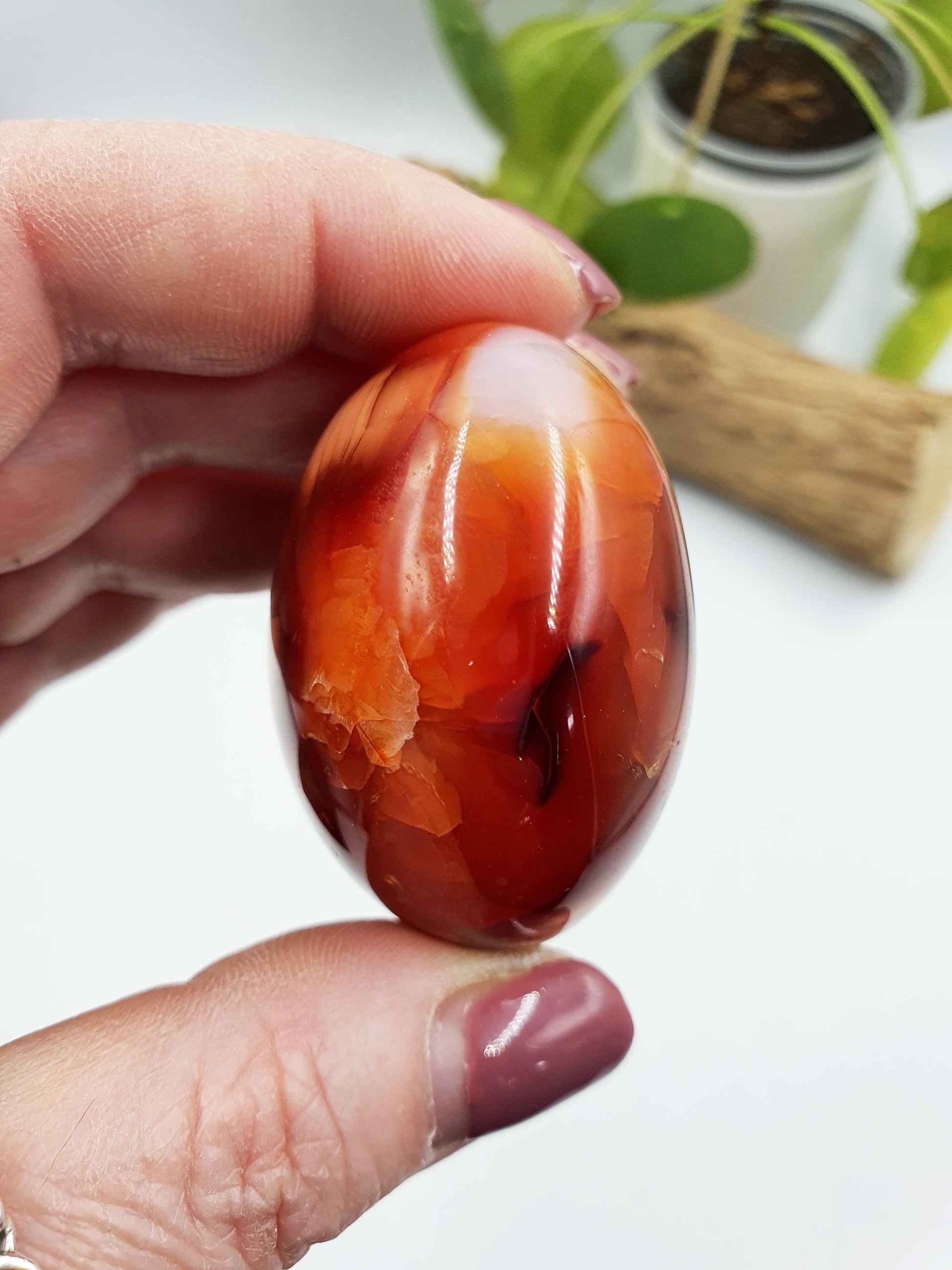 Carnelian Palm