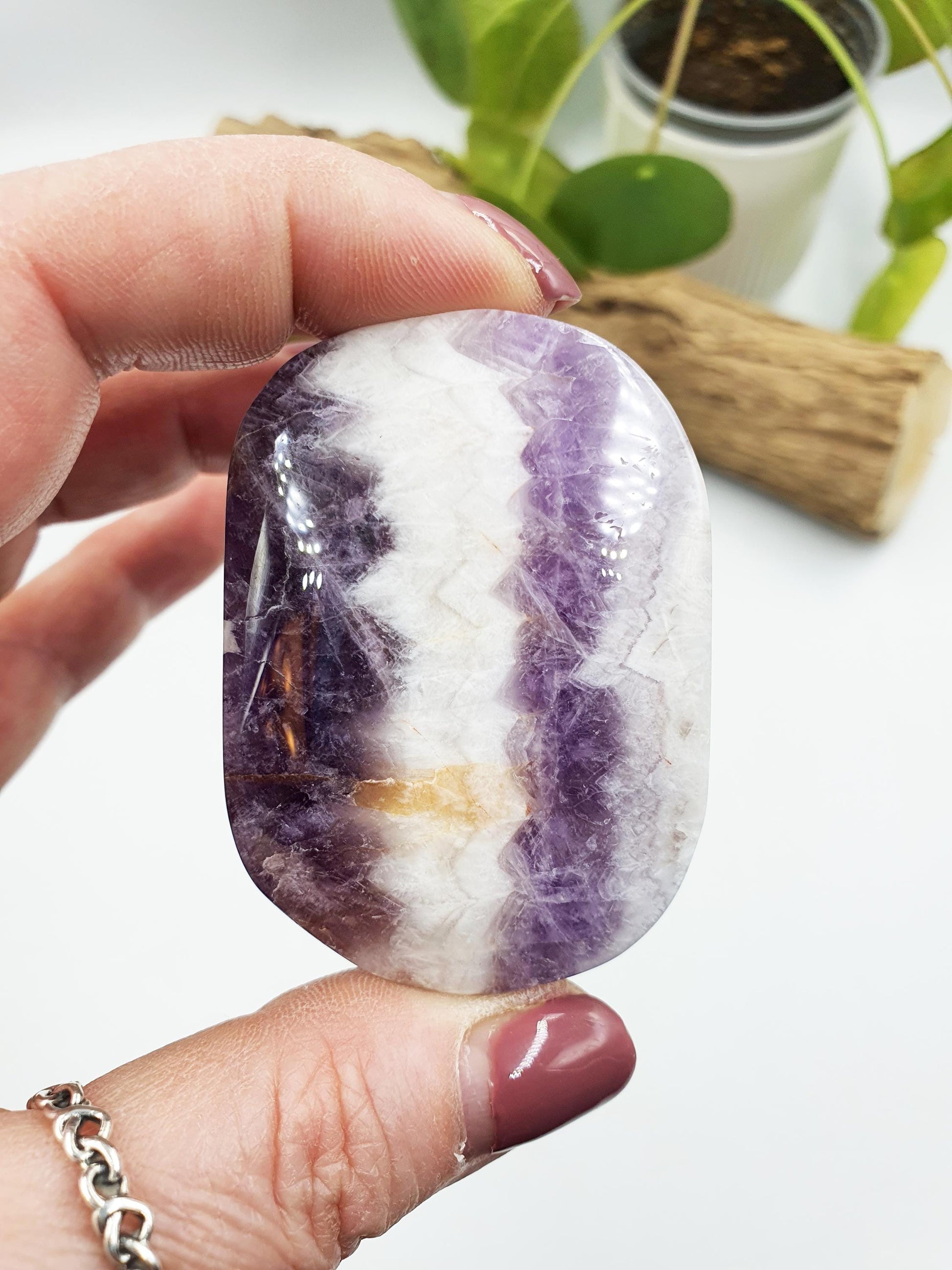 Dream Amethyst Palm